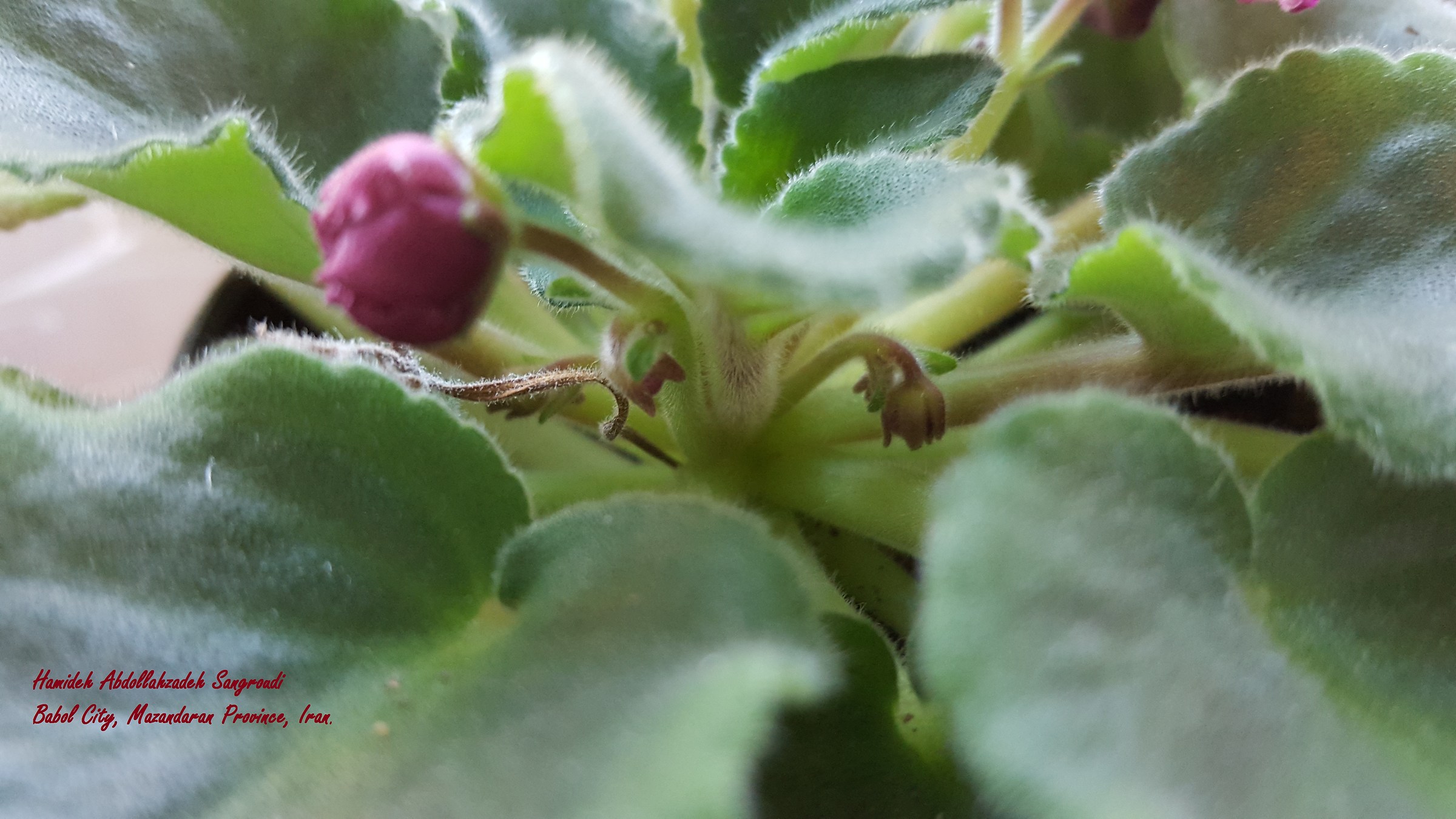 African Violet Vicino alla mia scrivania nel mio ufficio