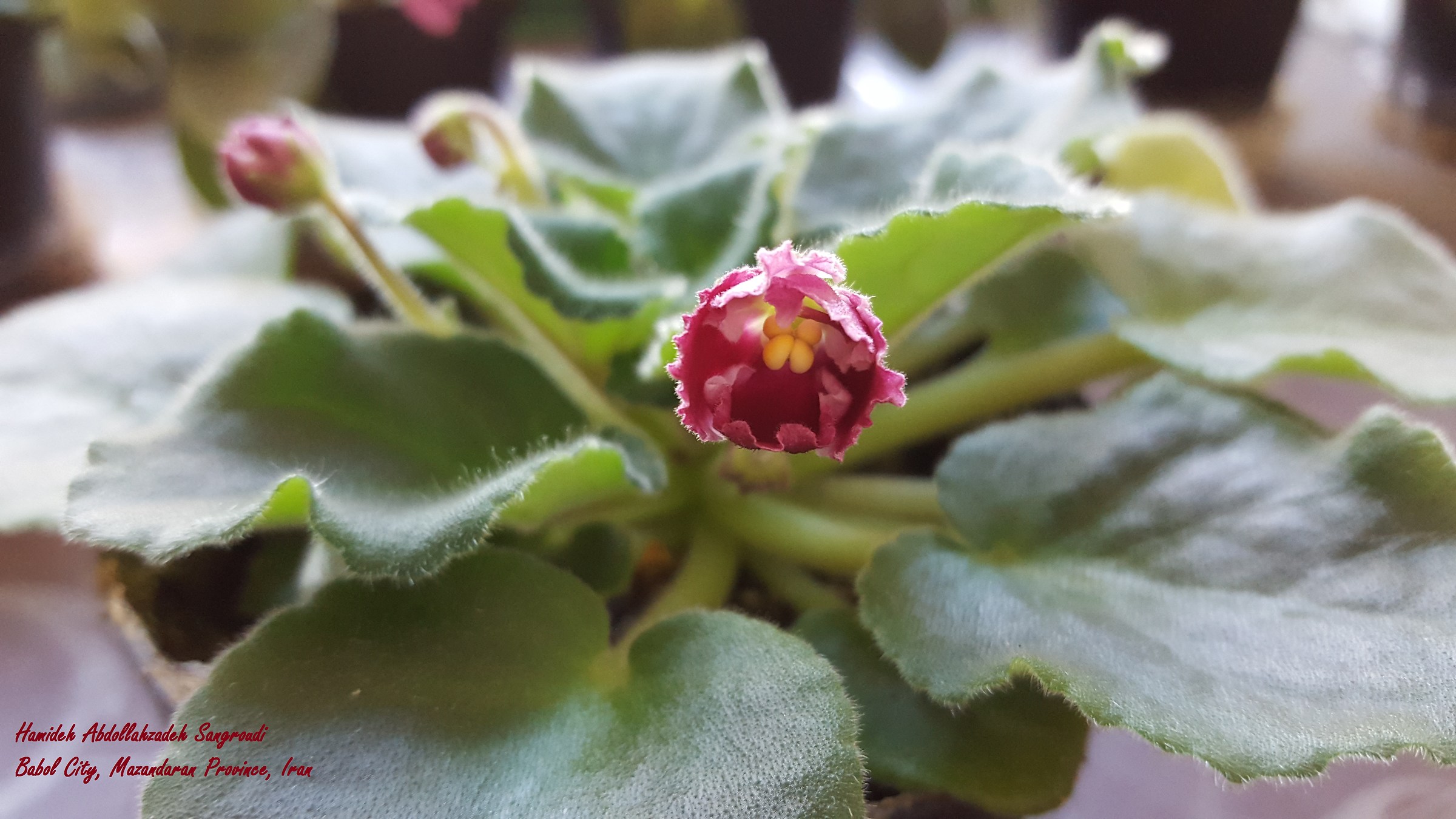 African Violet Vicino alla mia scrivania nel mio ufficio