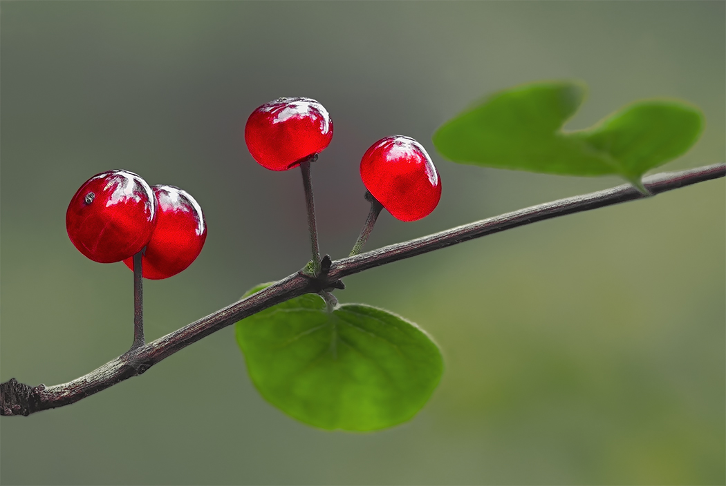 Colors in the forest