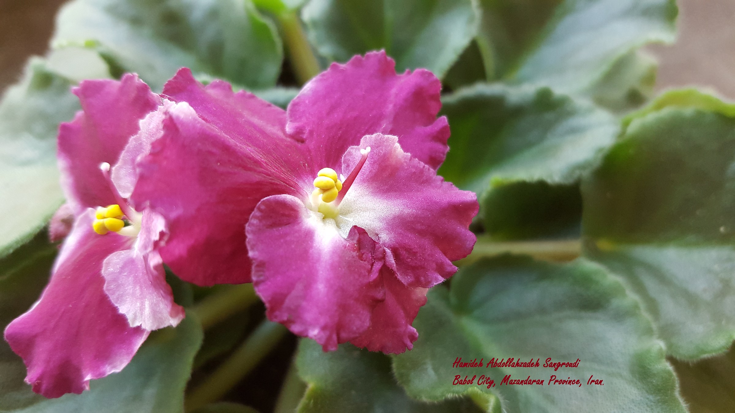 African Violet Vicino alla mia scrivania nel mio ufficio