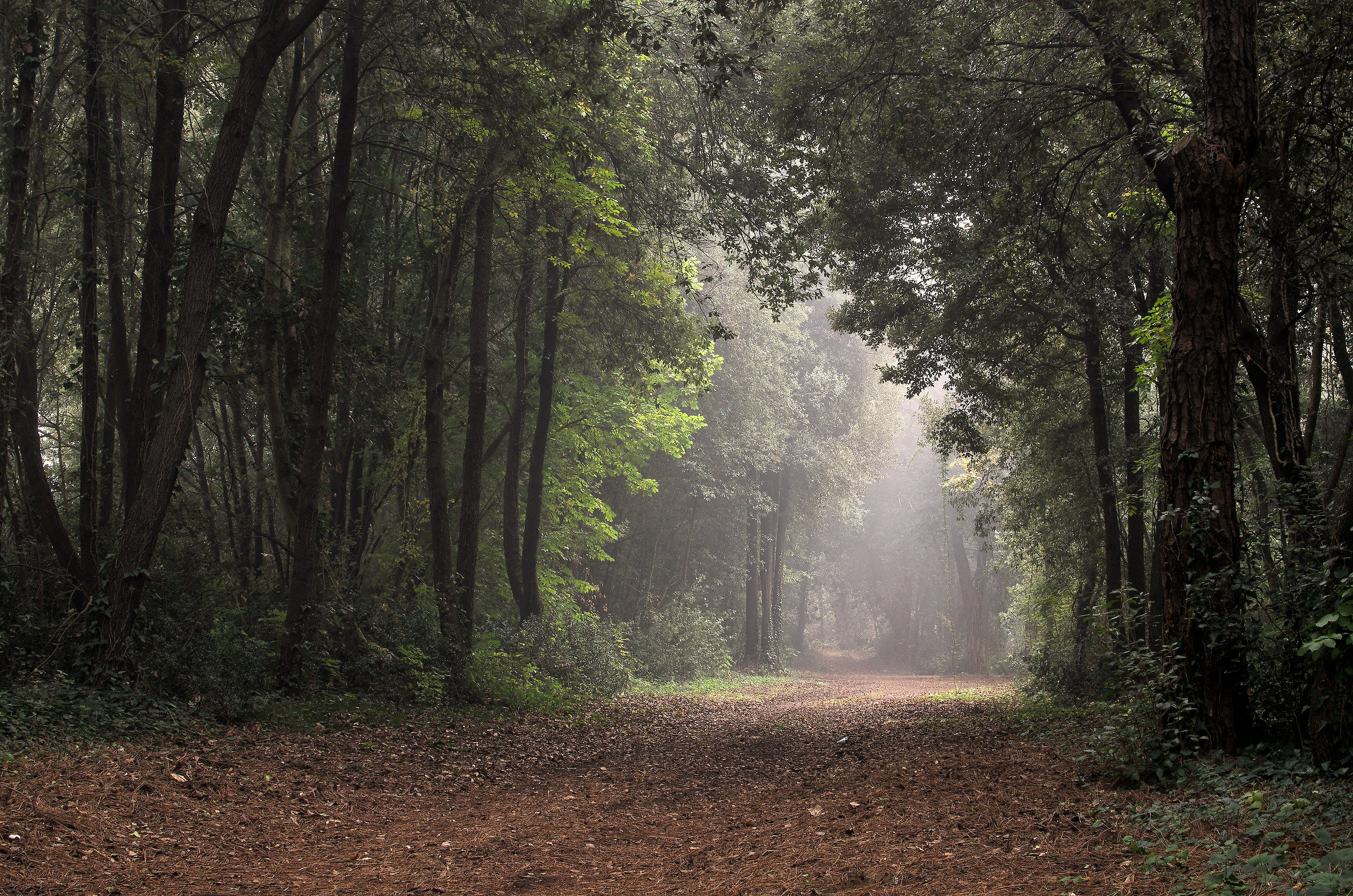 magic in the forest 2