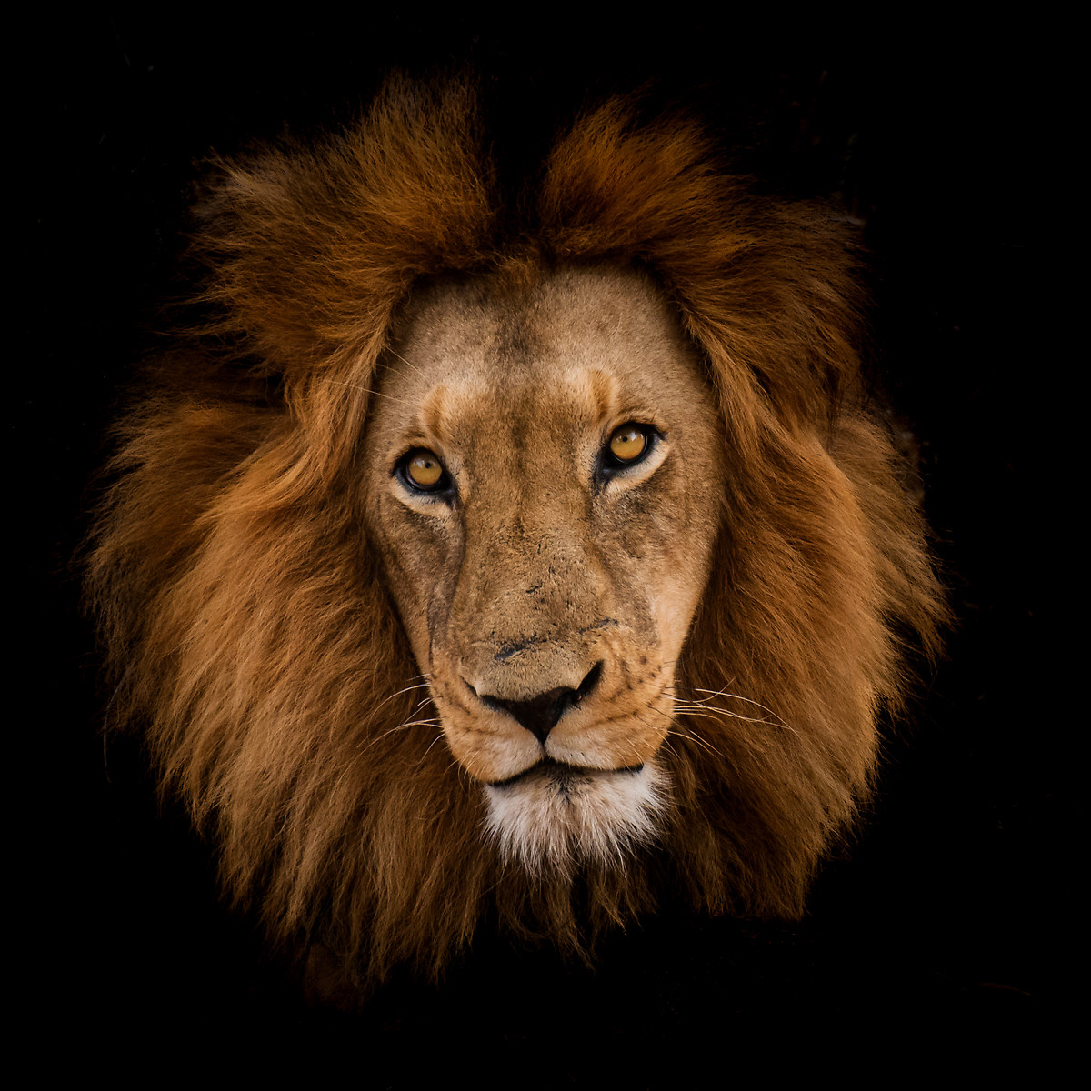 Portrait of lion