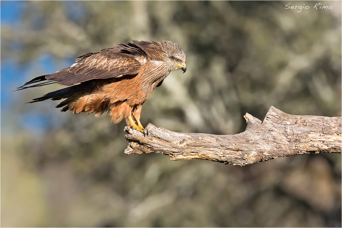 Black Kite