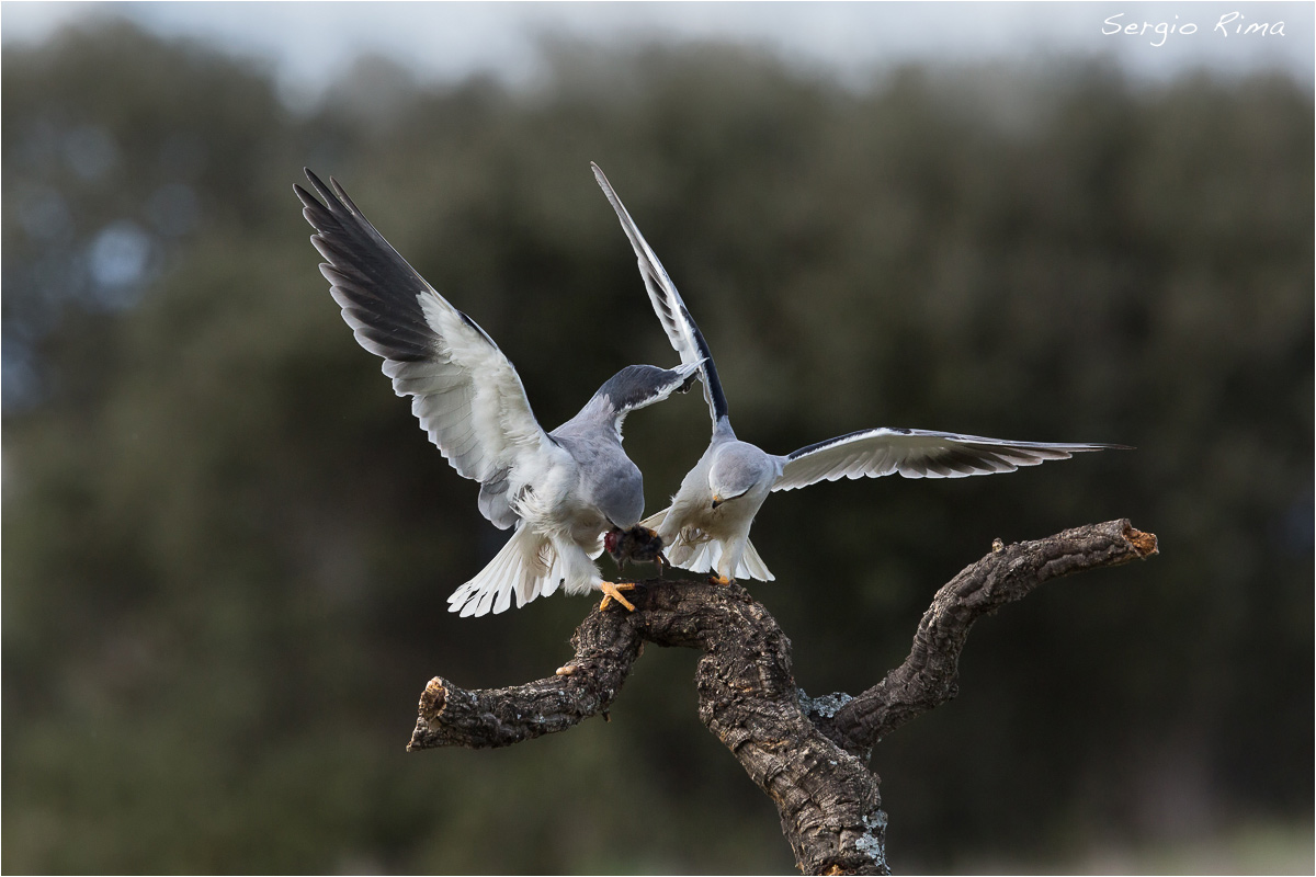 Black-winged Kite / 4