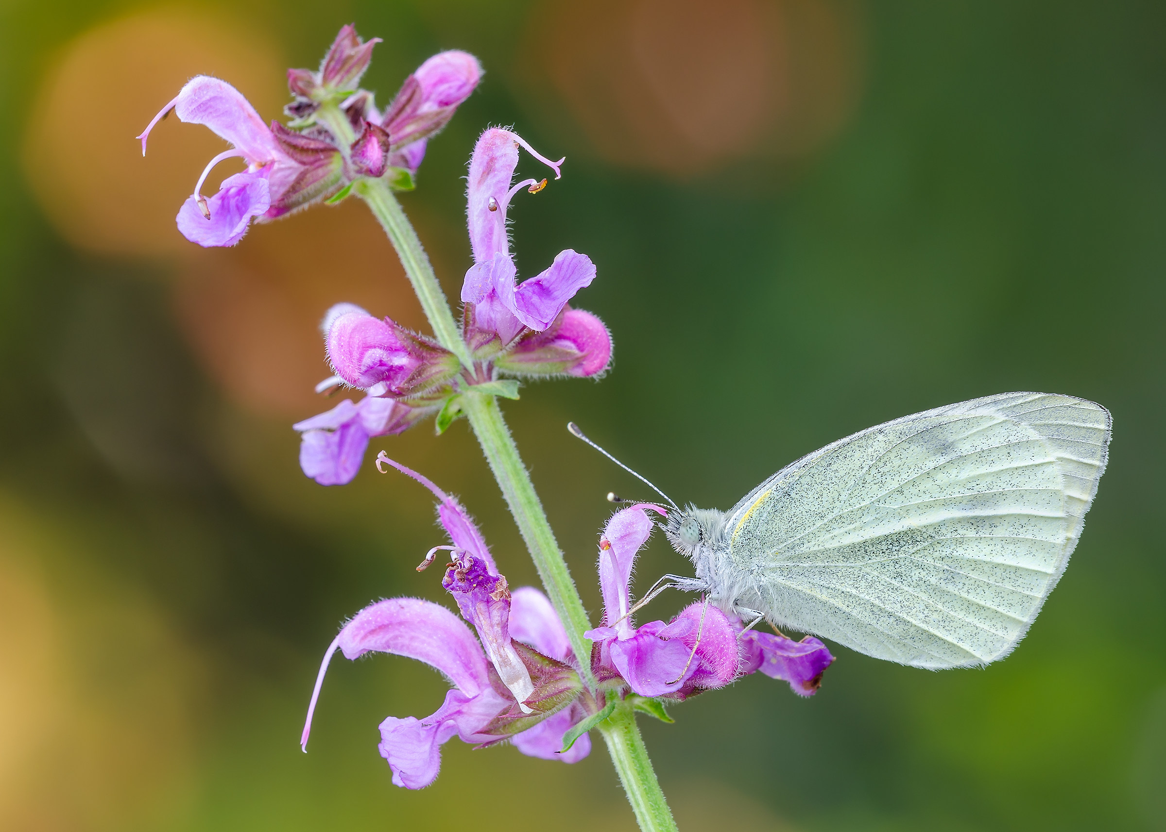 Pieris brassicae on Salvia pratensis