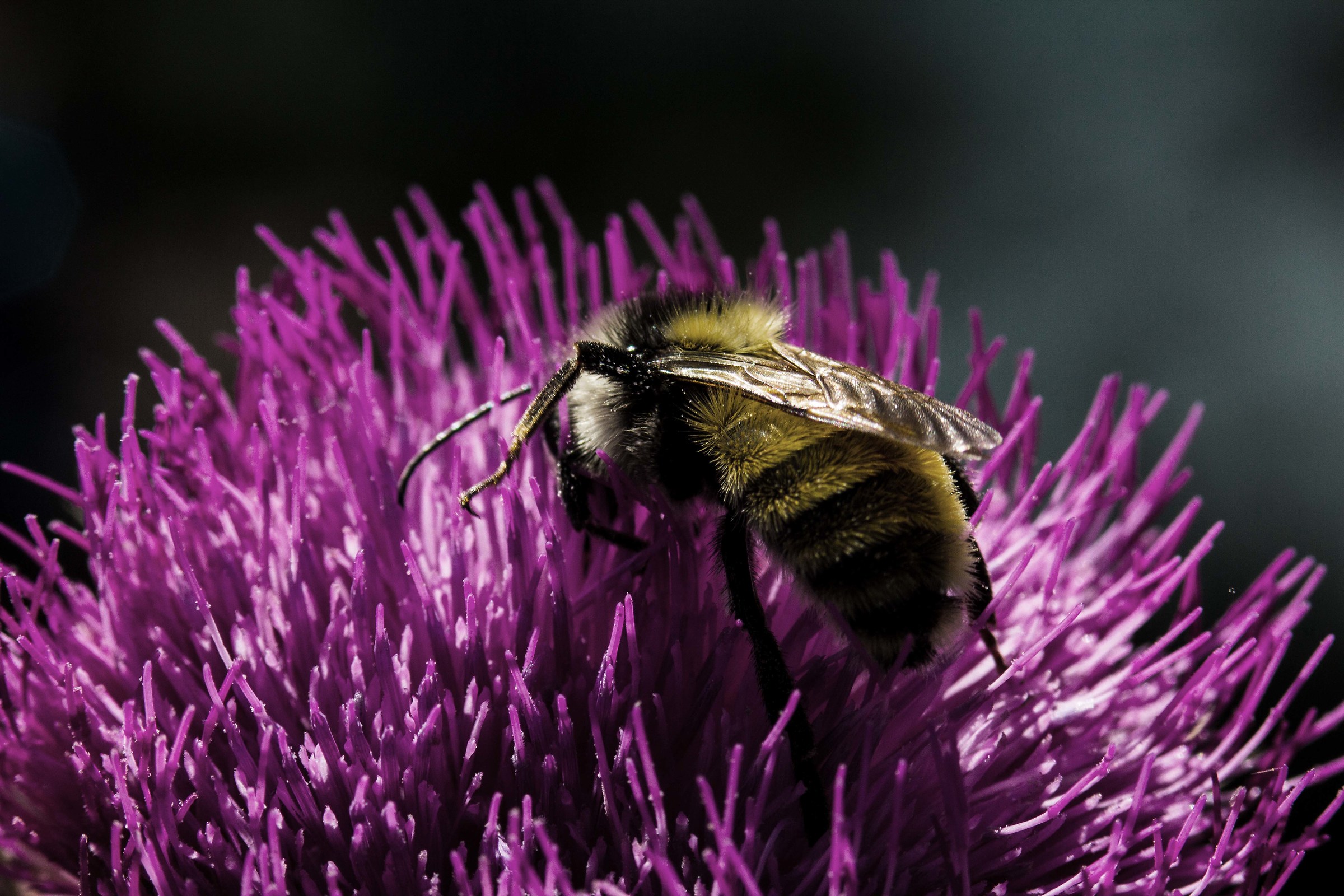Bee on flower. Grand Teton