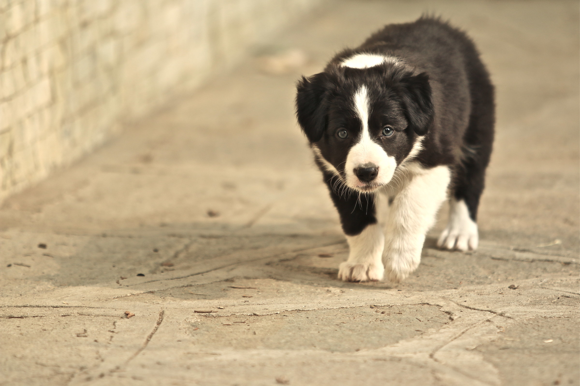 Mila, the young working sheepdog
