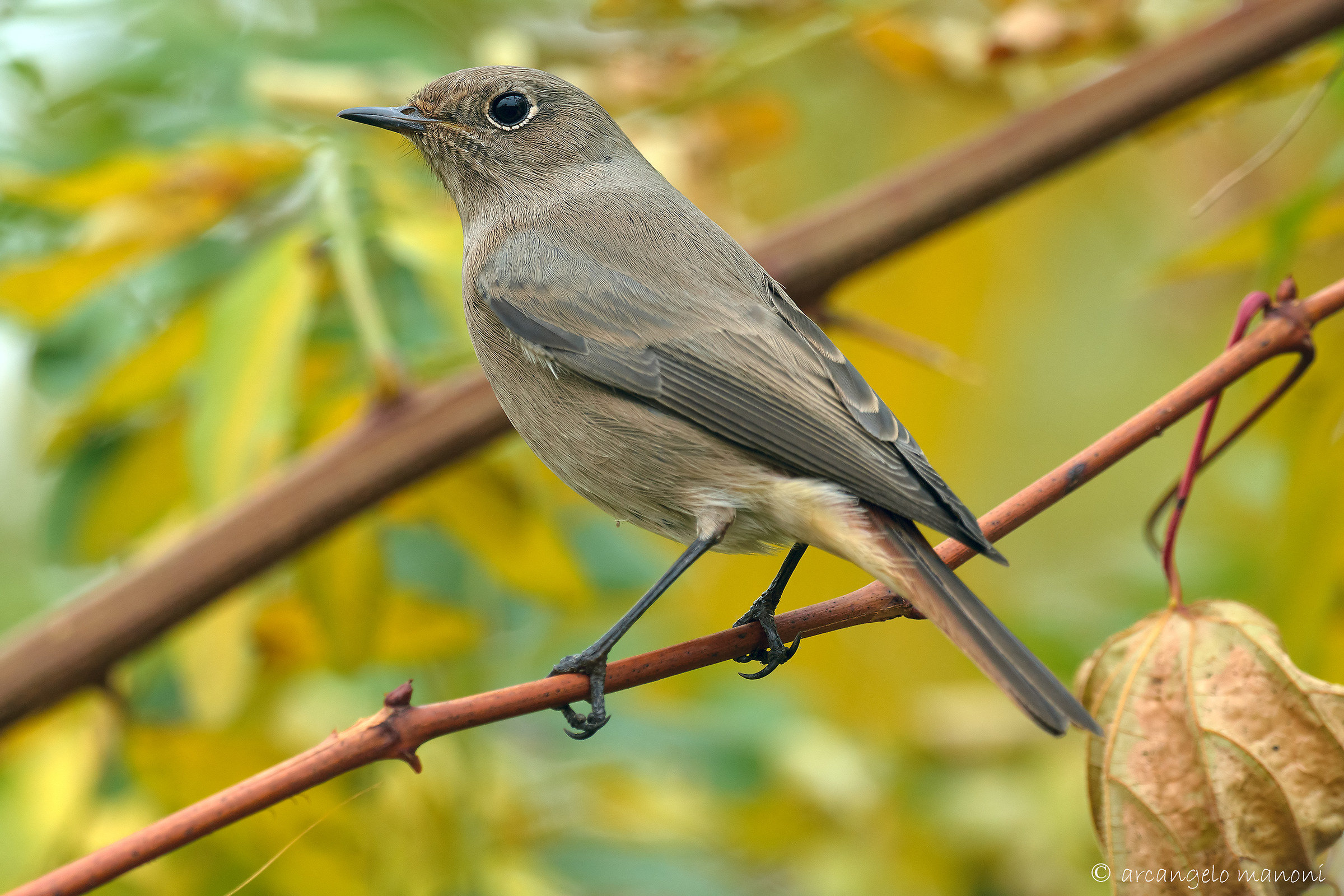 The black redstart and autumn