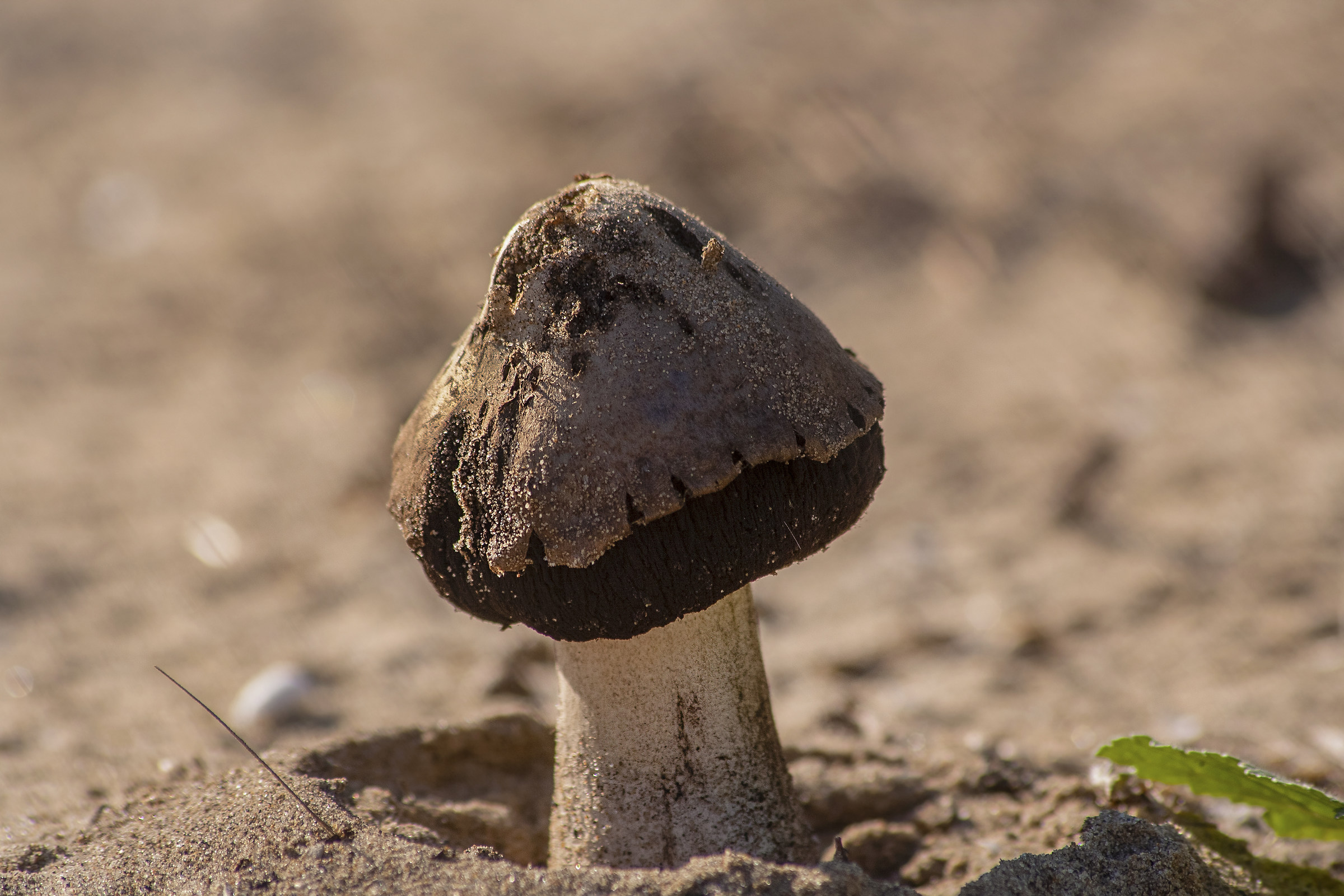 Gyrophragmium delilei