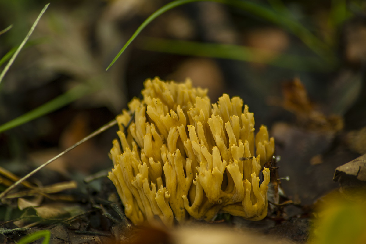 Ramaria sp.