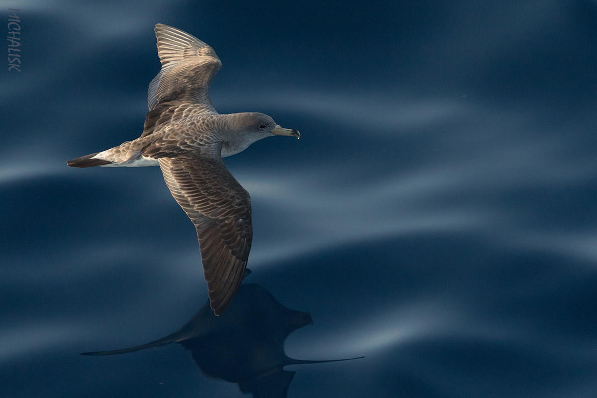 Cory's shearwater