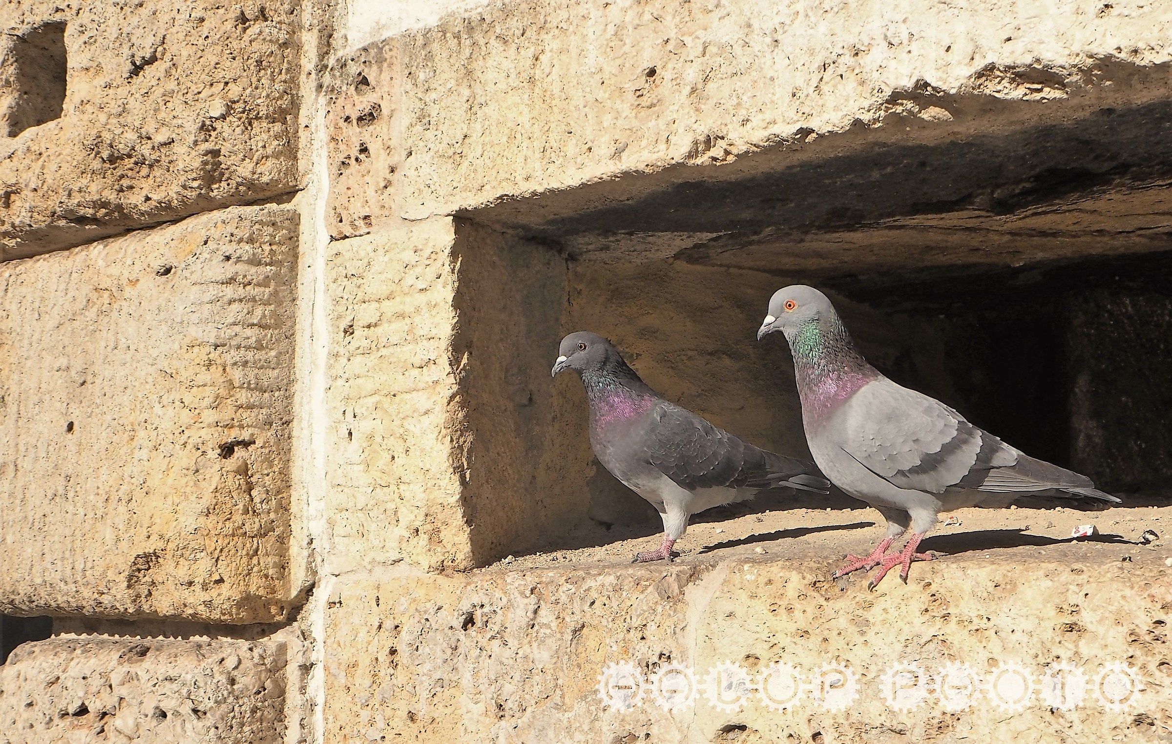 Binomio urbano (columba livia)