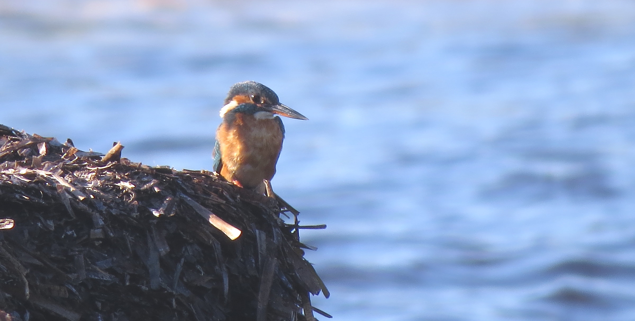 kingfisher on Posidonia