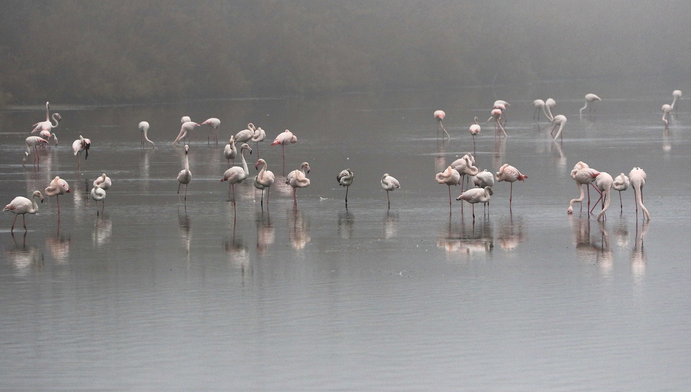 They came the pink flamingos.