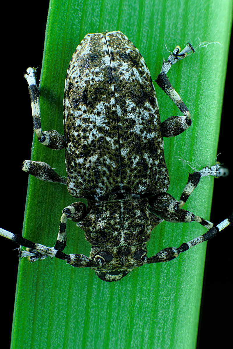 esperimento con tubi di prolunga e focus stacking