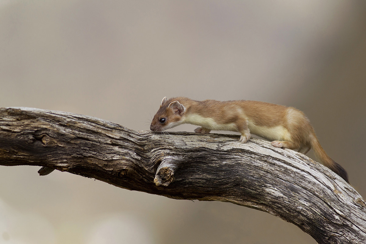 Cambio di stagione- ermellino in muta invernale-