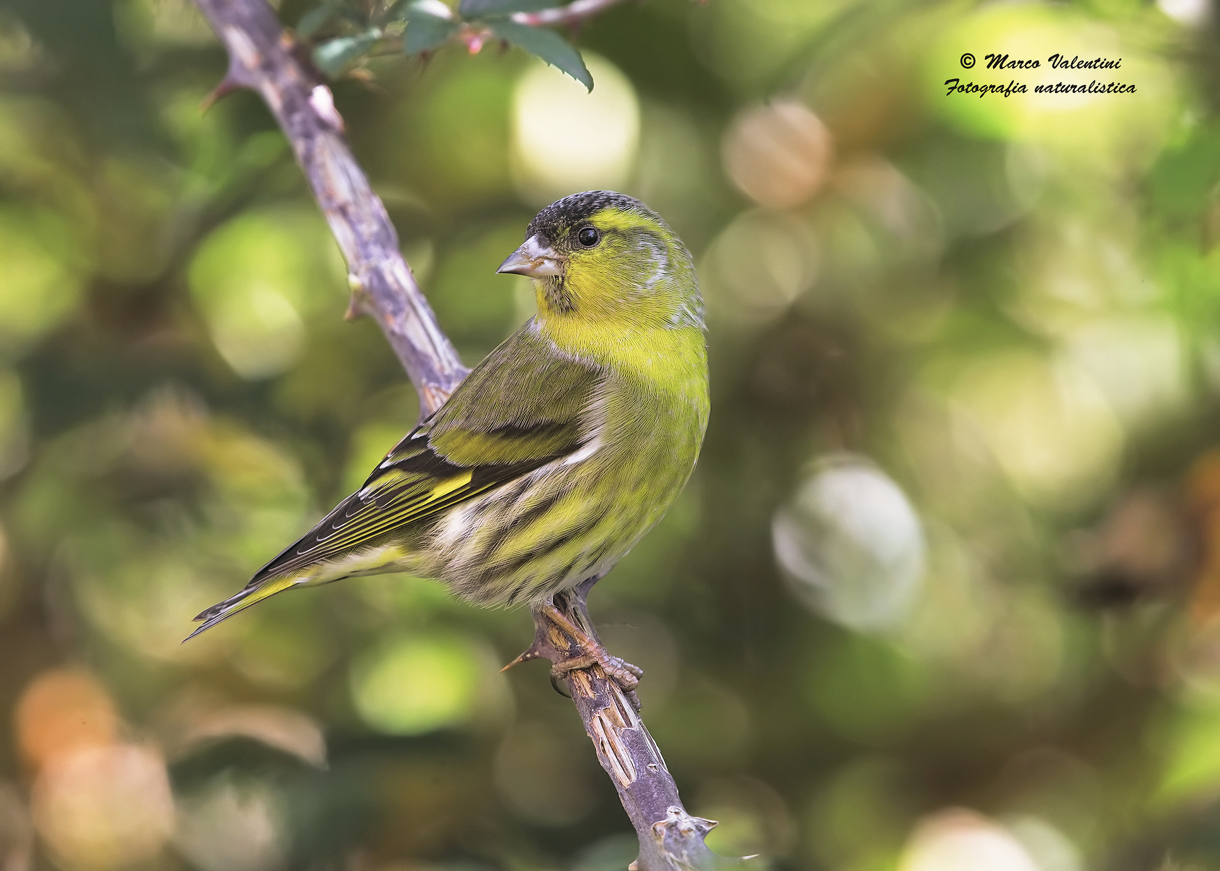 Siskin male