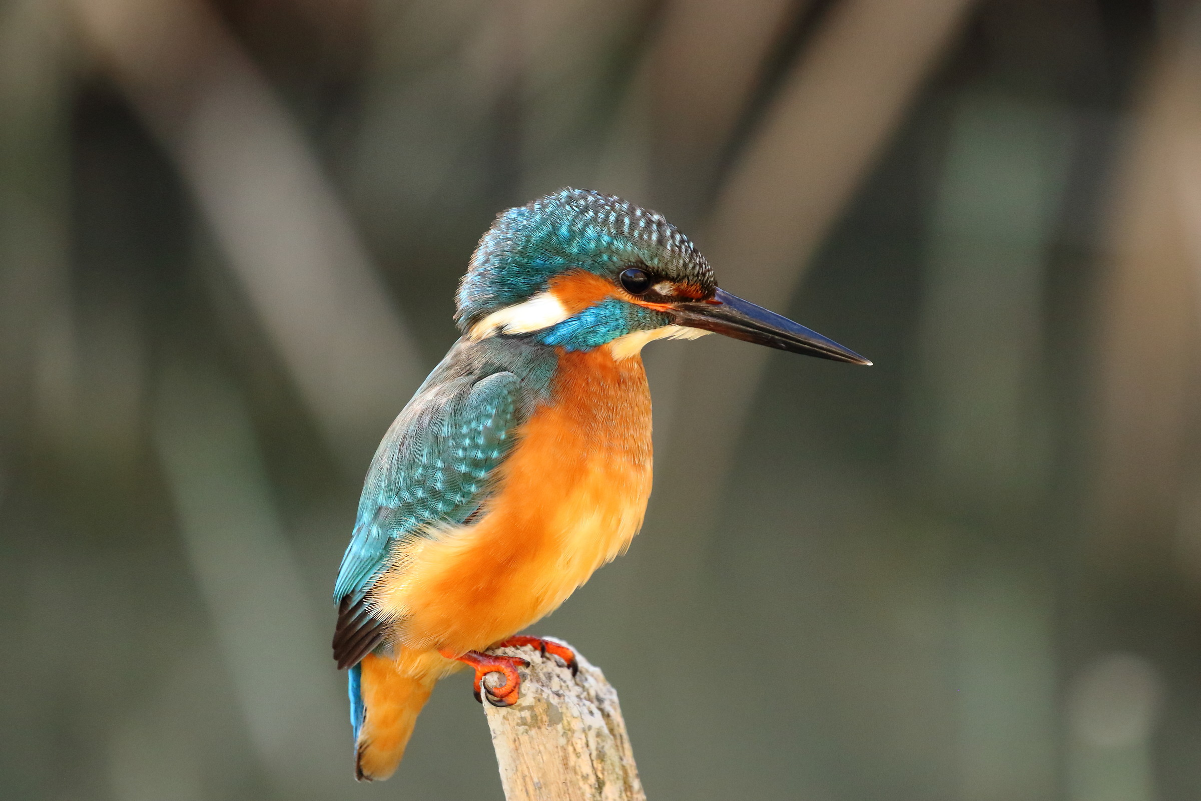 S. Martino good at all