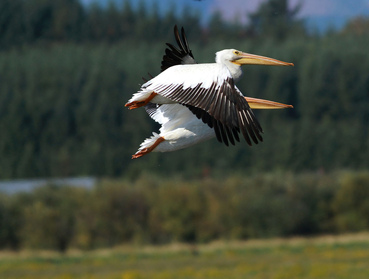 Paired for the Long Haul