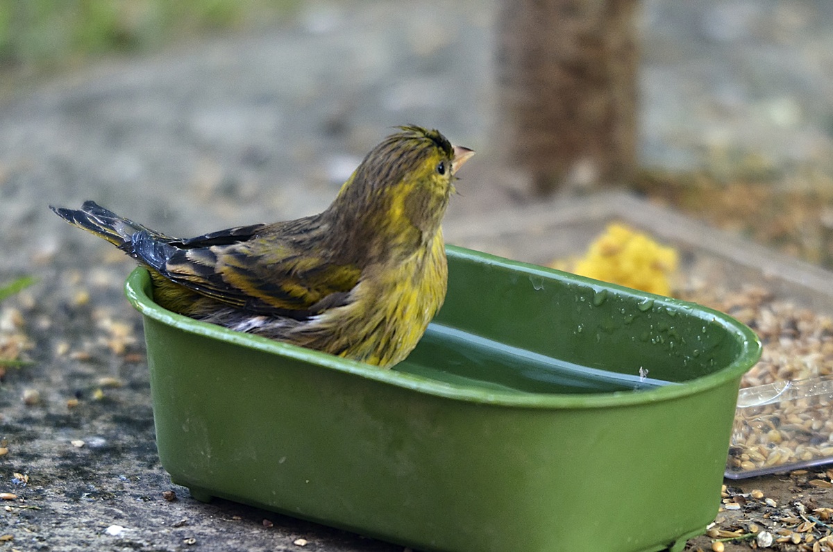 Sparrow in bathtub