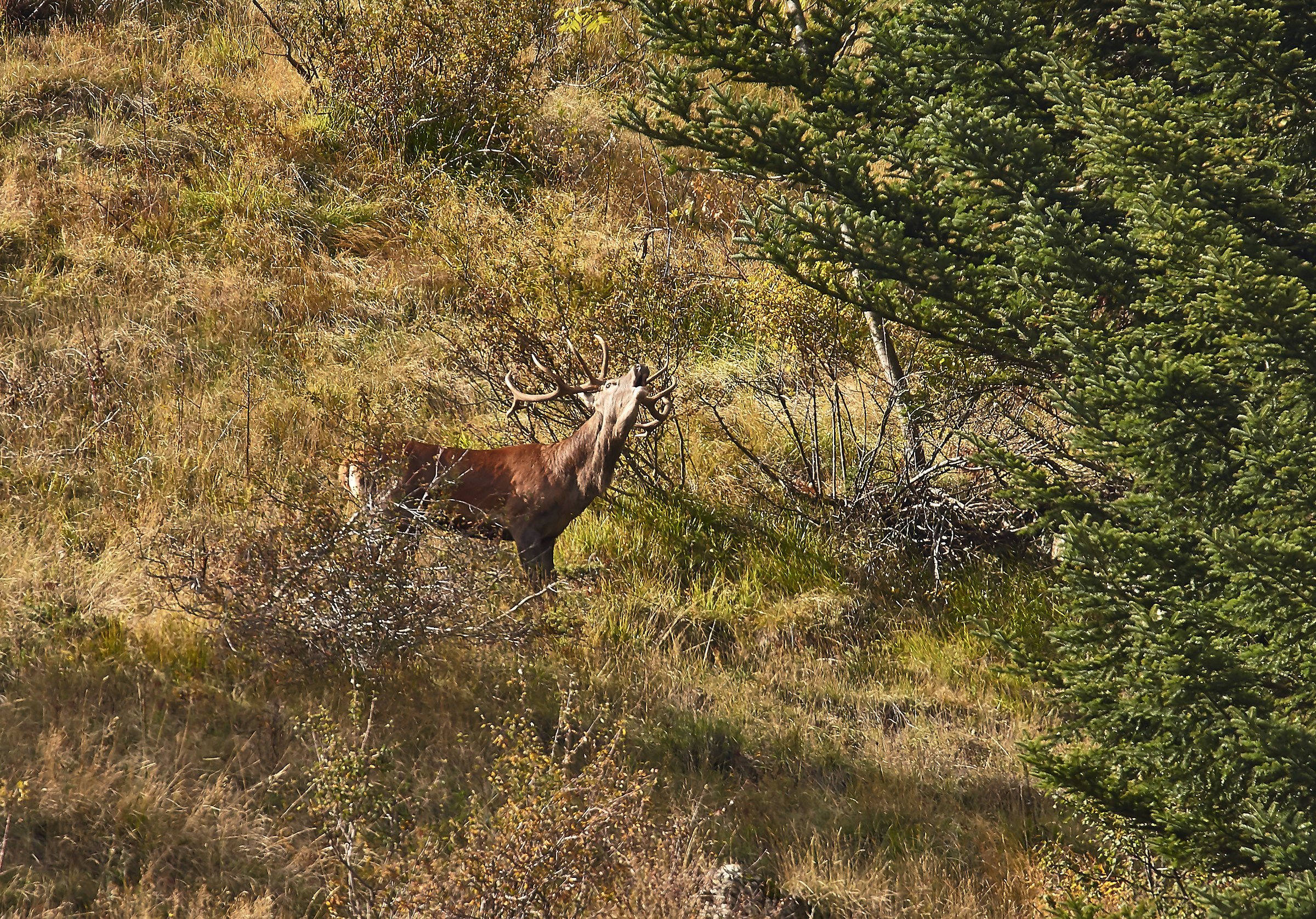 il bramito del cervo