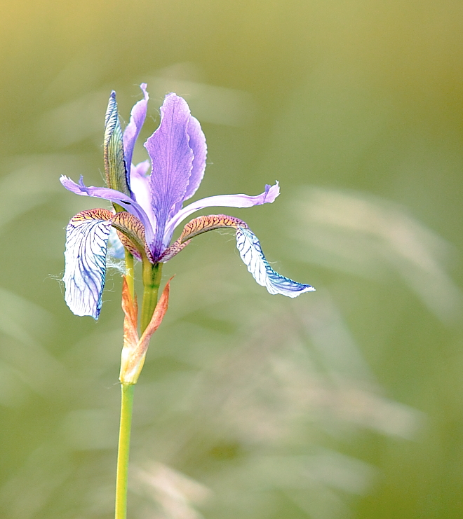 Fiore spontaneo dei prati