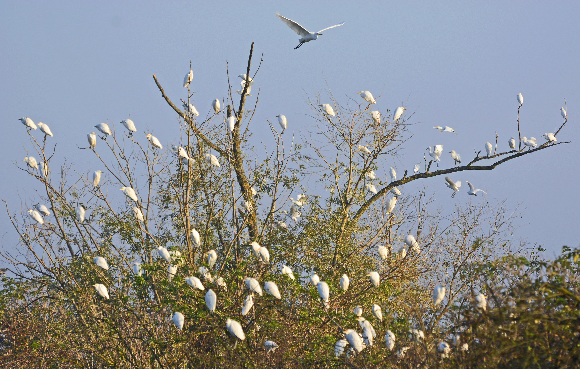 Il Risveglio degli Aironi Guardabuoi