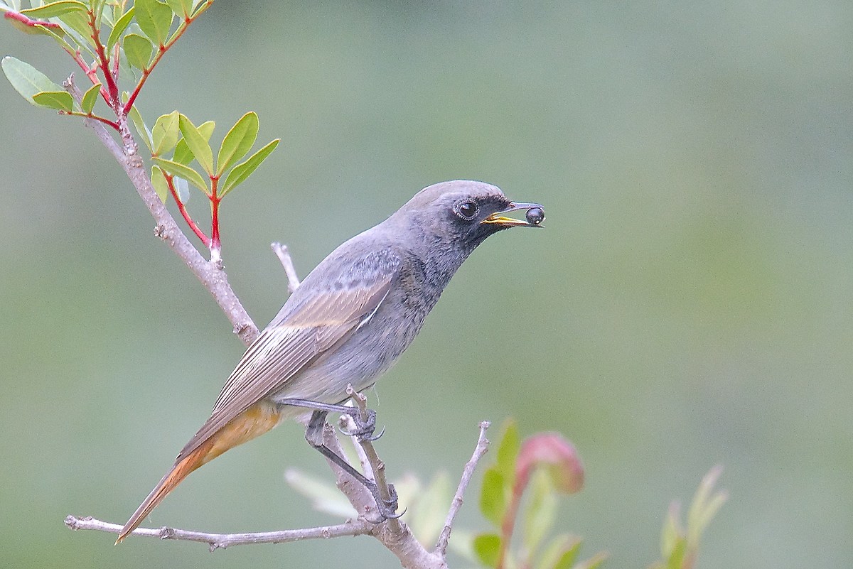 Codirosso spazzacamino maschio