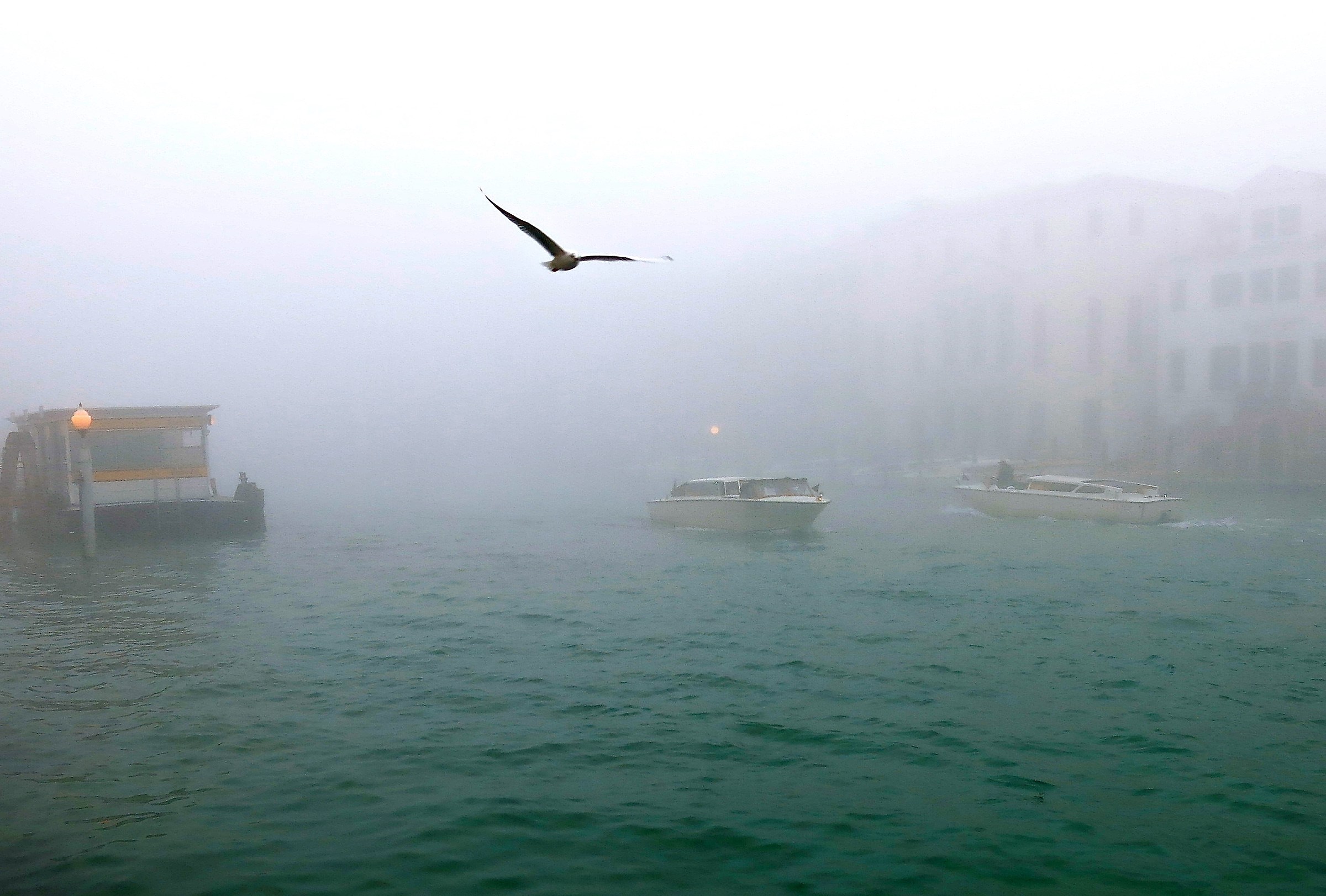 un gabbiano nella nebbia