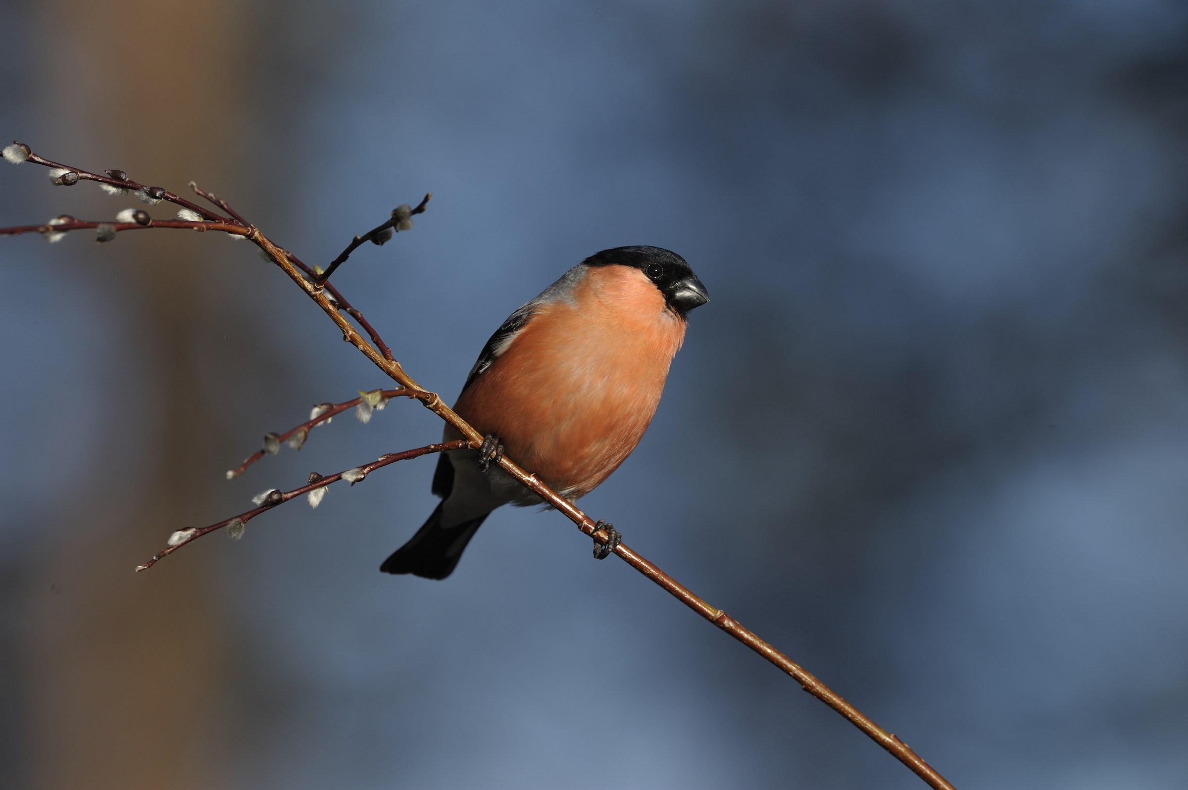 bullfinch