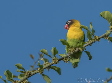 Agapornis personatus