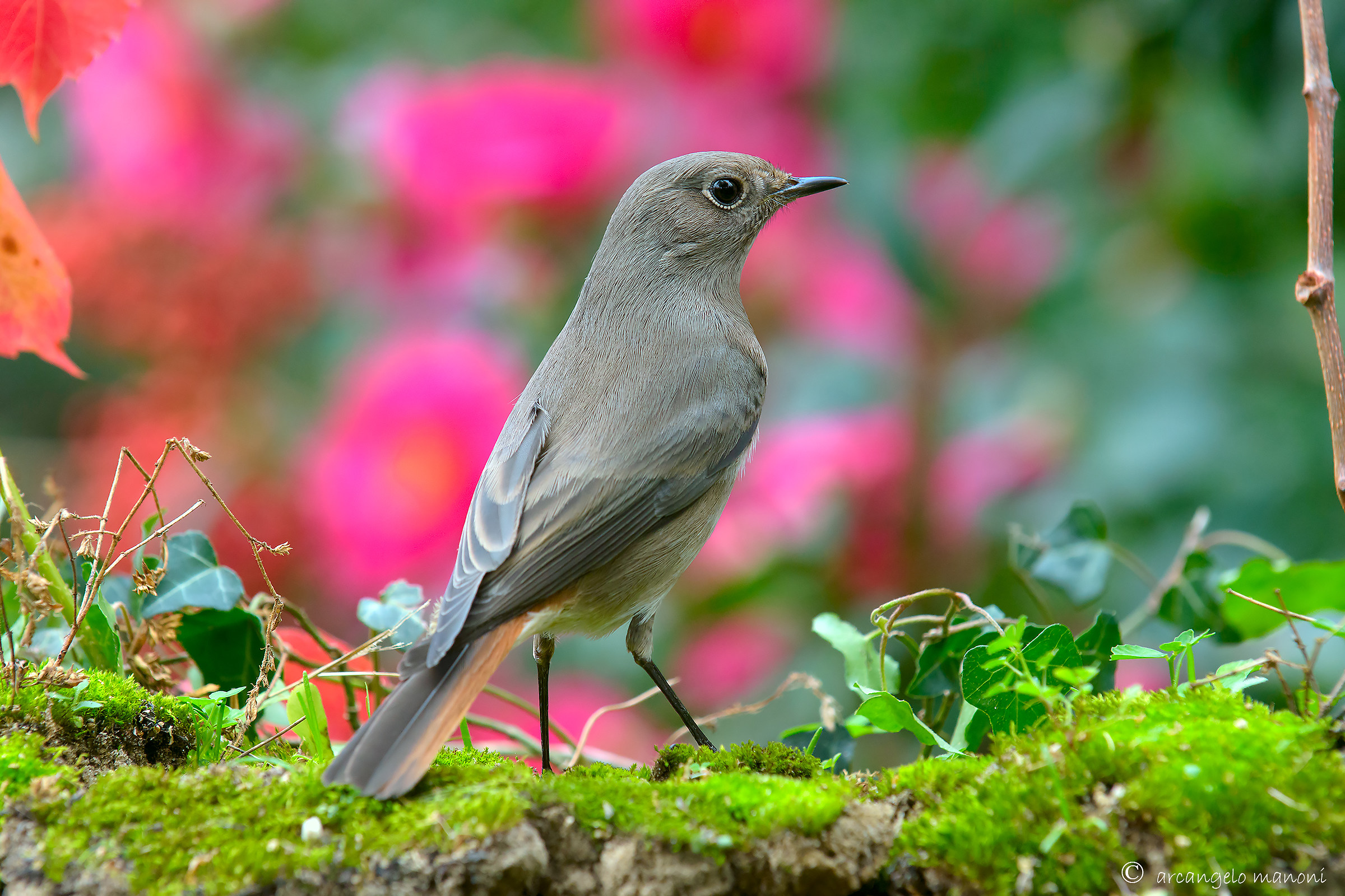 The color of my valley