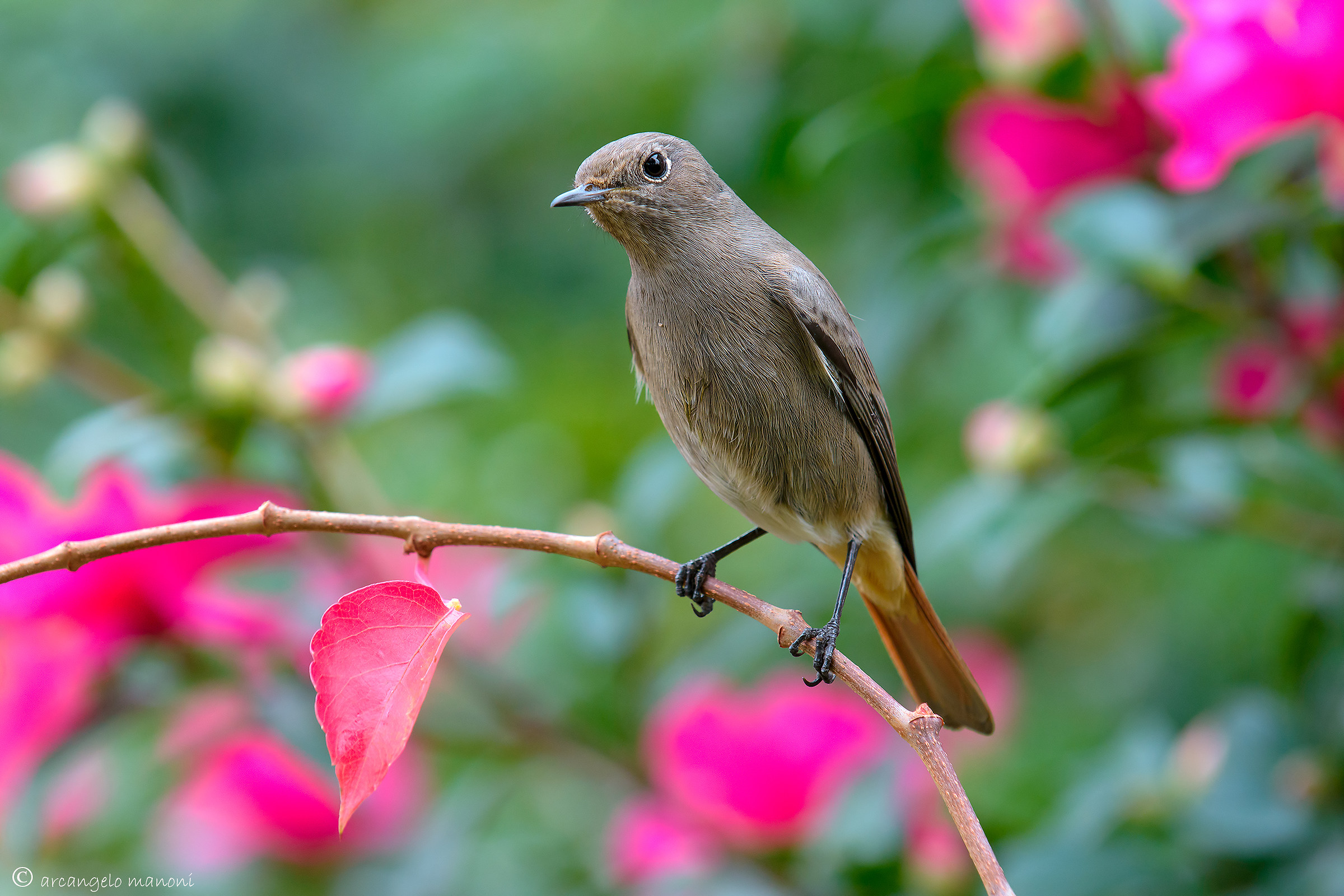 The Wonder of redstart: we are in the fall or spring?