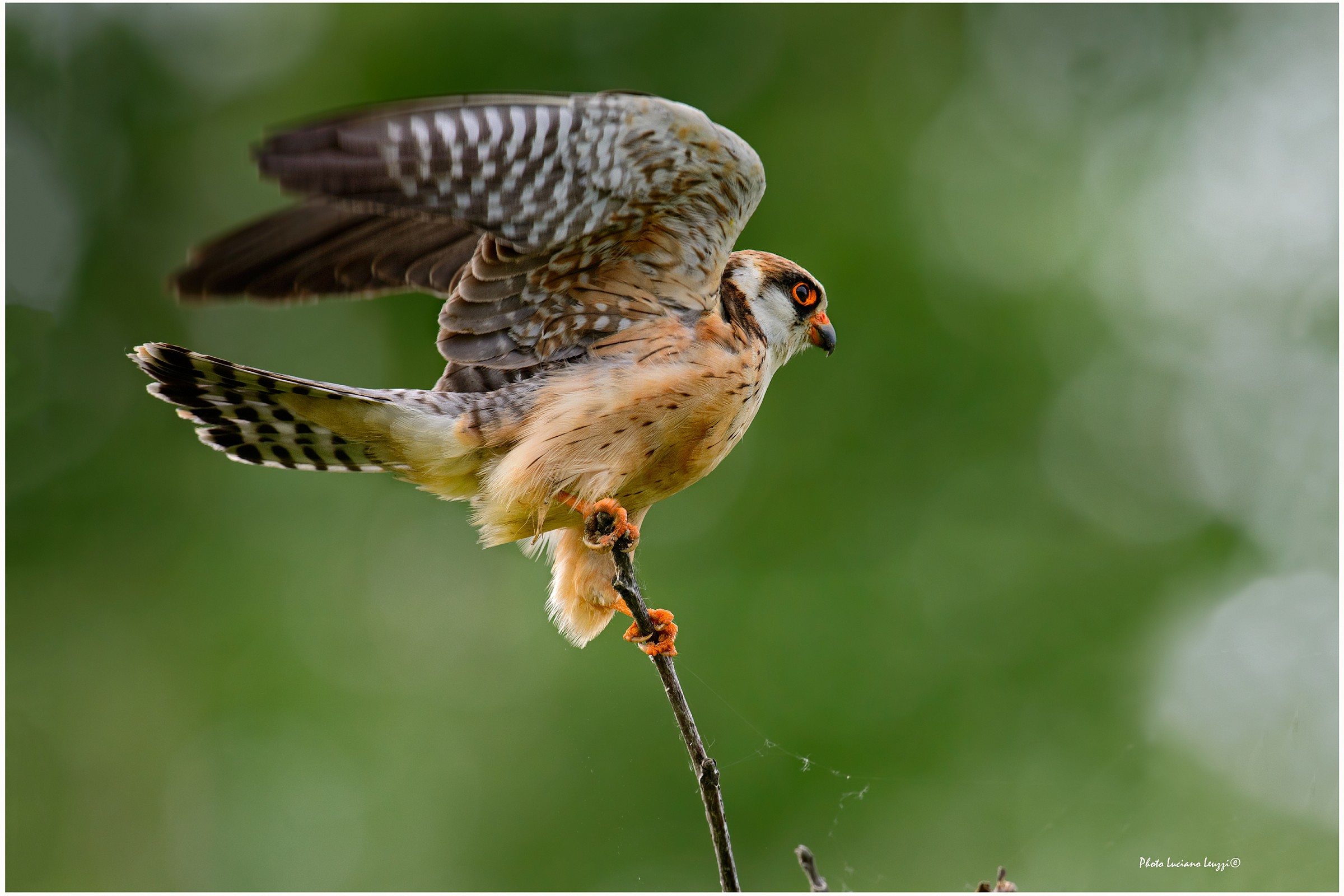 falco cuculo femmina in arrivo