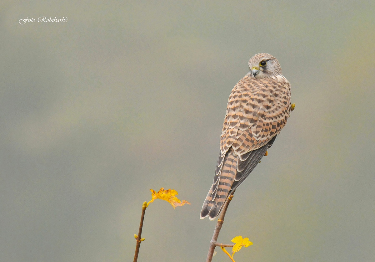 A Kestrel Autumn ...