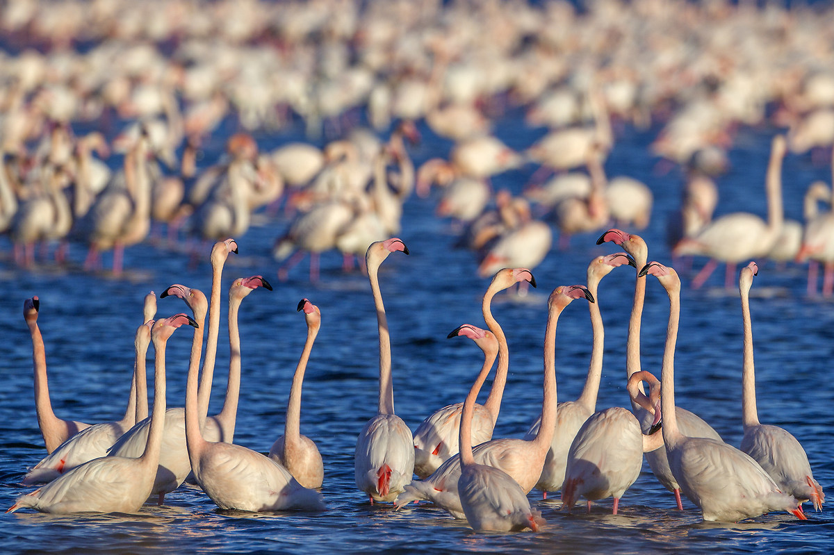 flamingos dancing