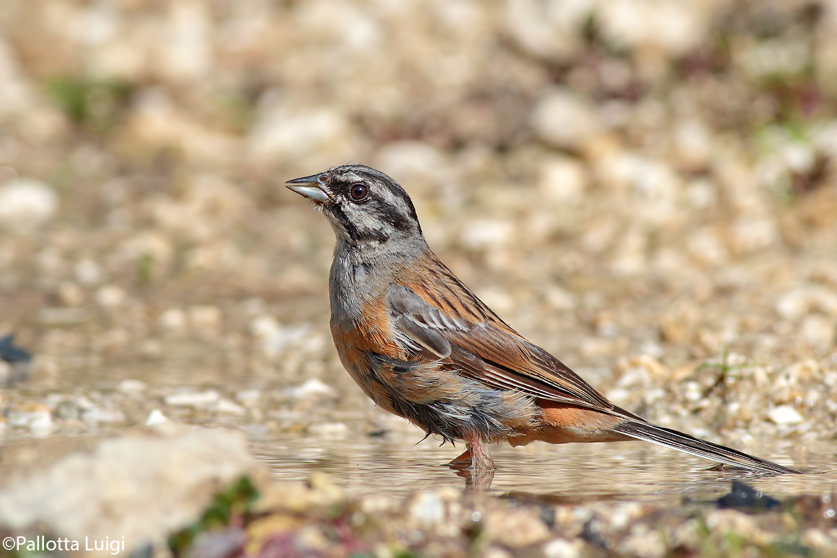 Zigolo muciatto (Emberiza cia)