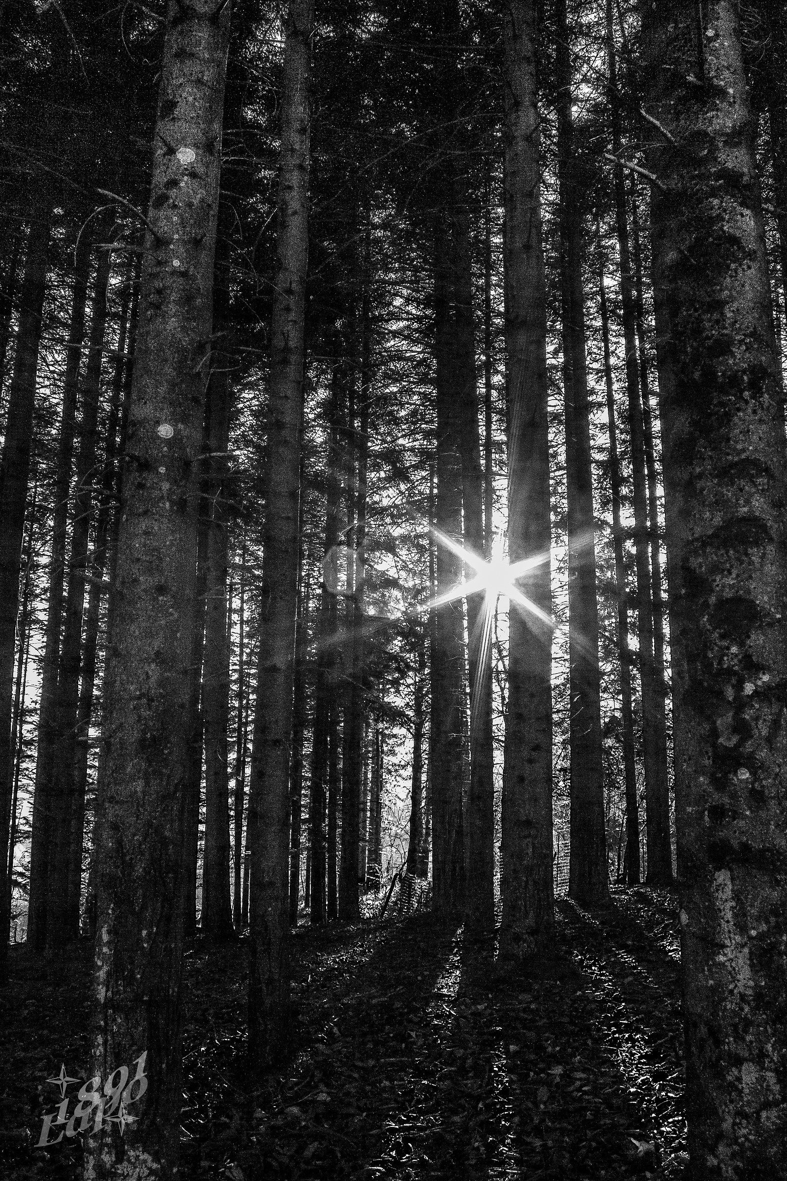 Controluce tra gli abeti.