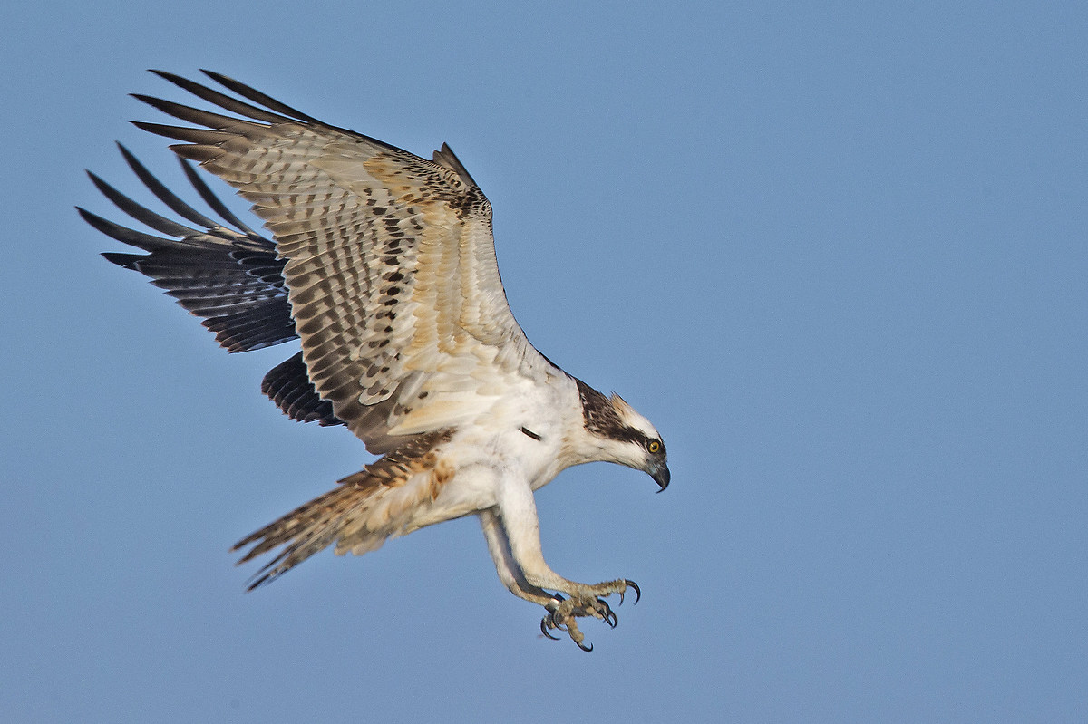 Landing strip Fisherman