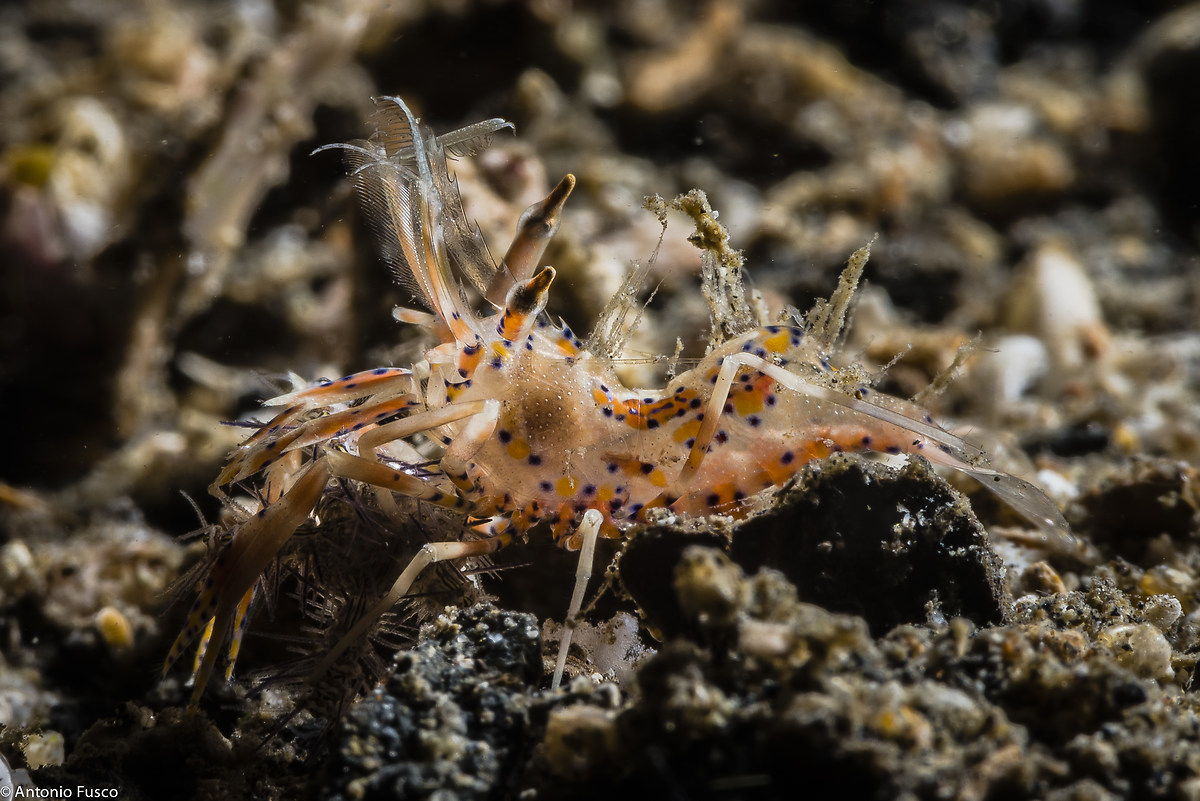Phyllognathia Ceratophthalmus (Tiger Shrimp)