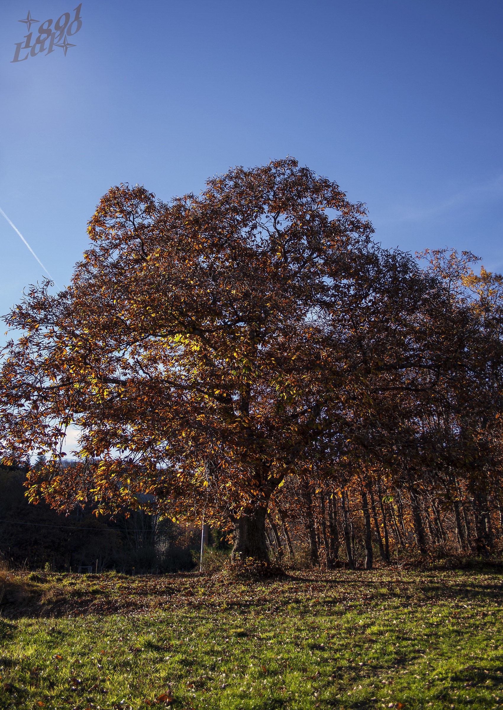 I colori dell'autunno