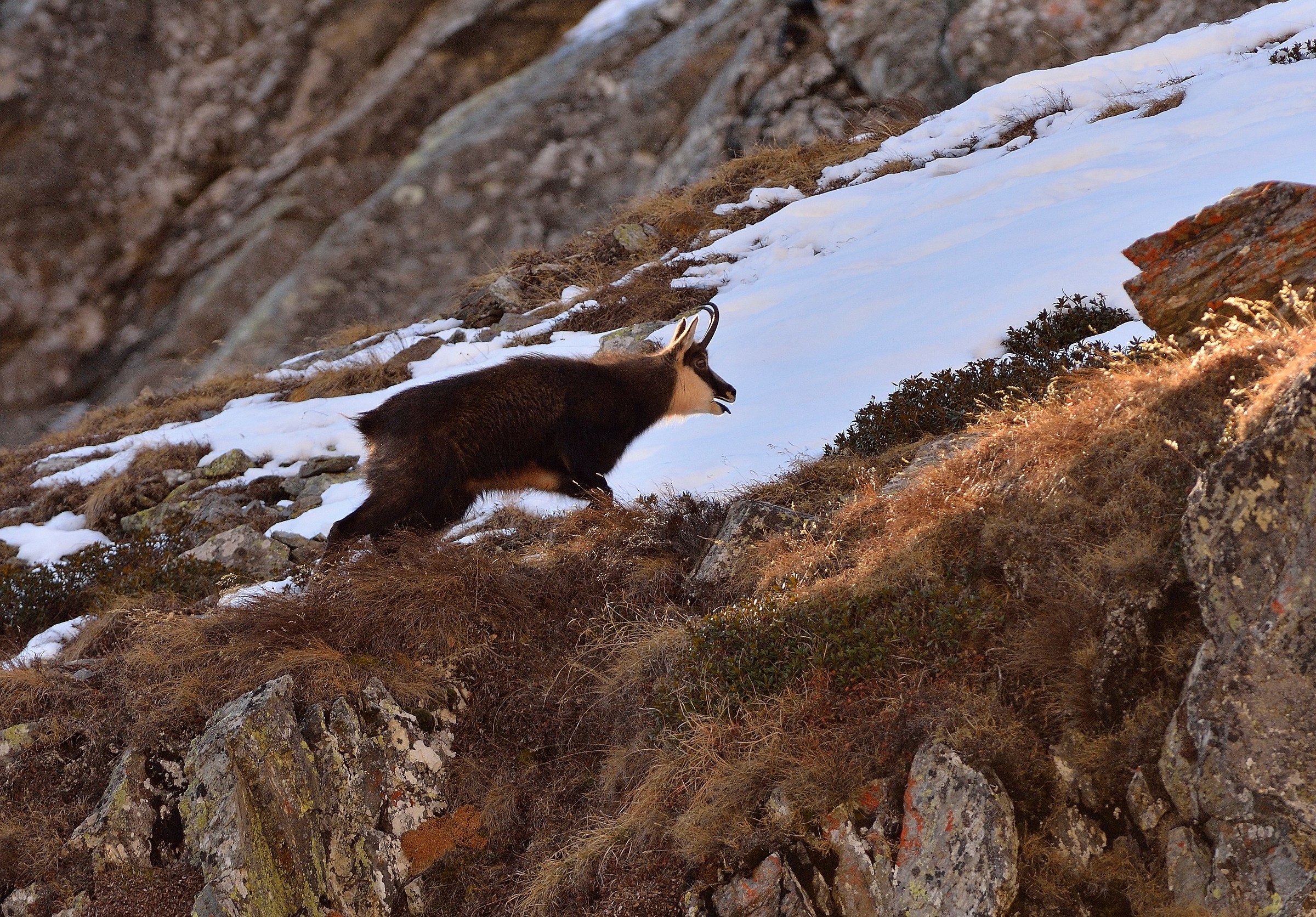ascent to the females after tracking
