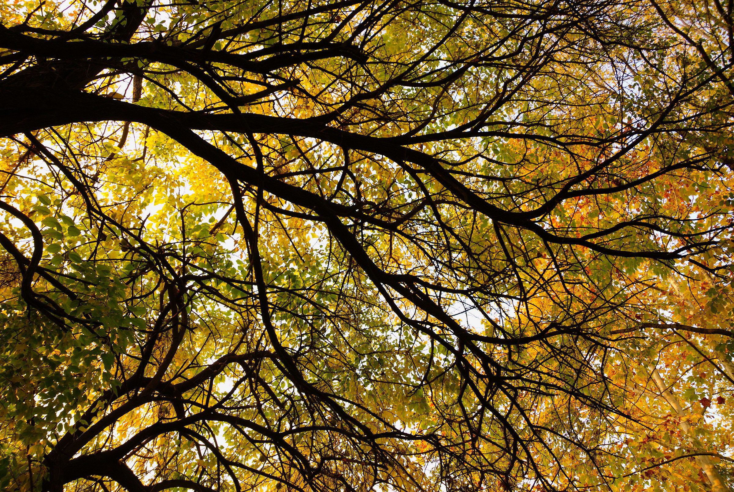 Gli alberi sopra la pista ciclabile