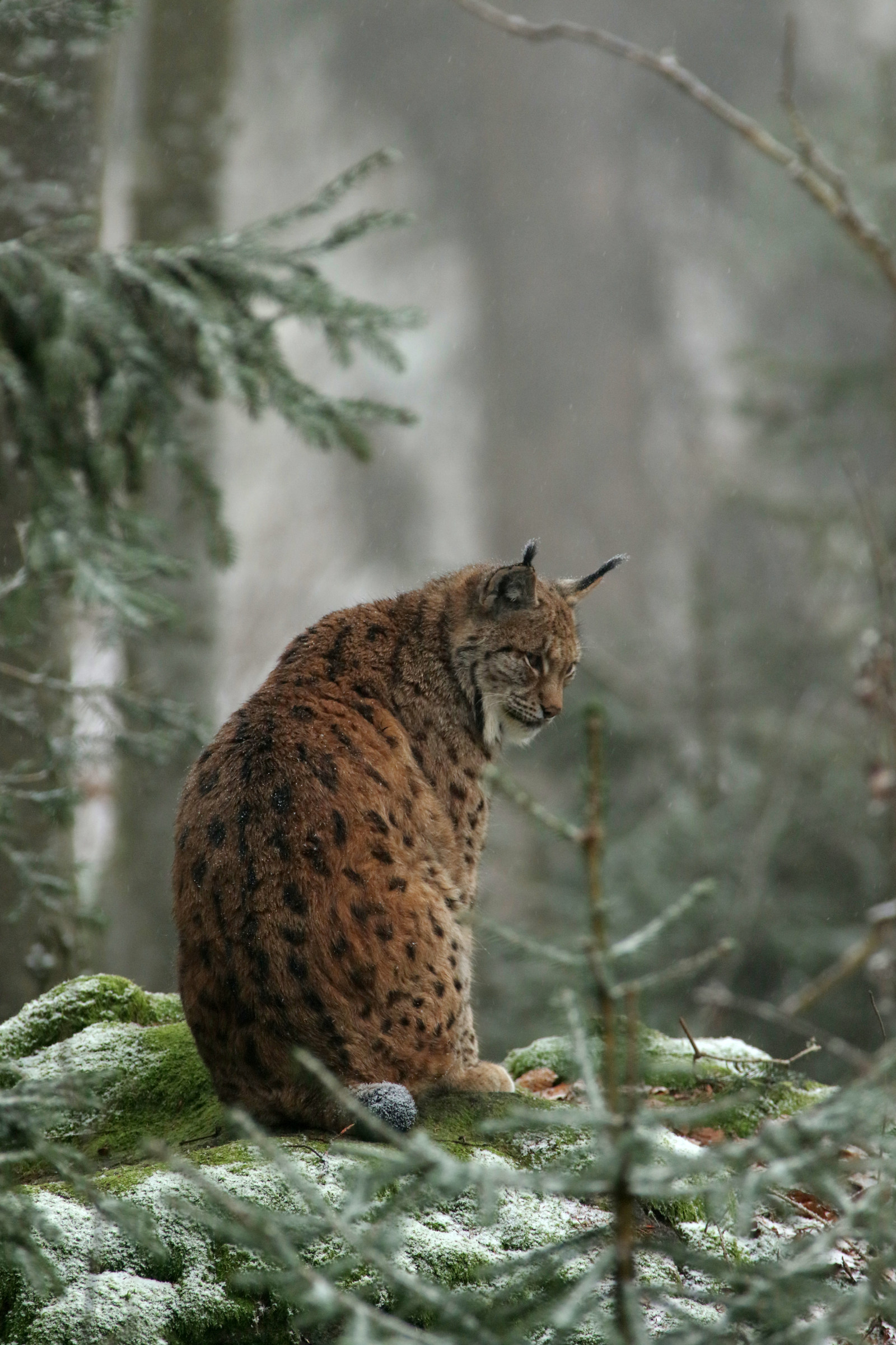 lynx