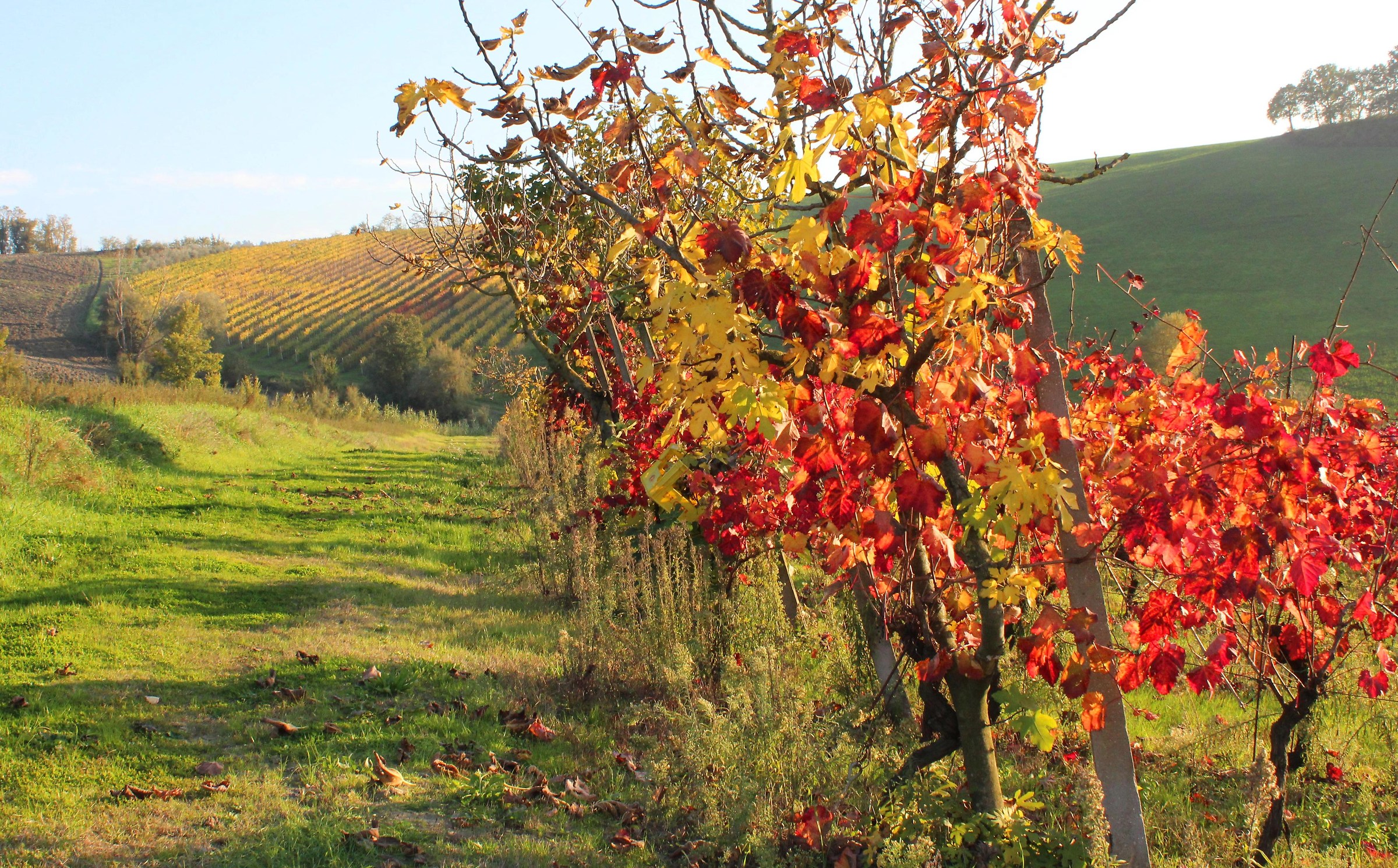 Color hills dell'Albana