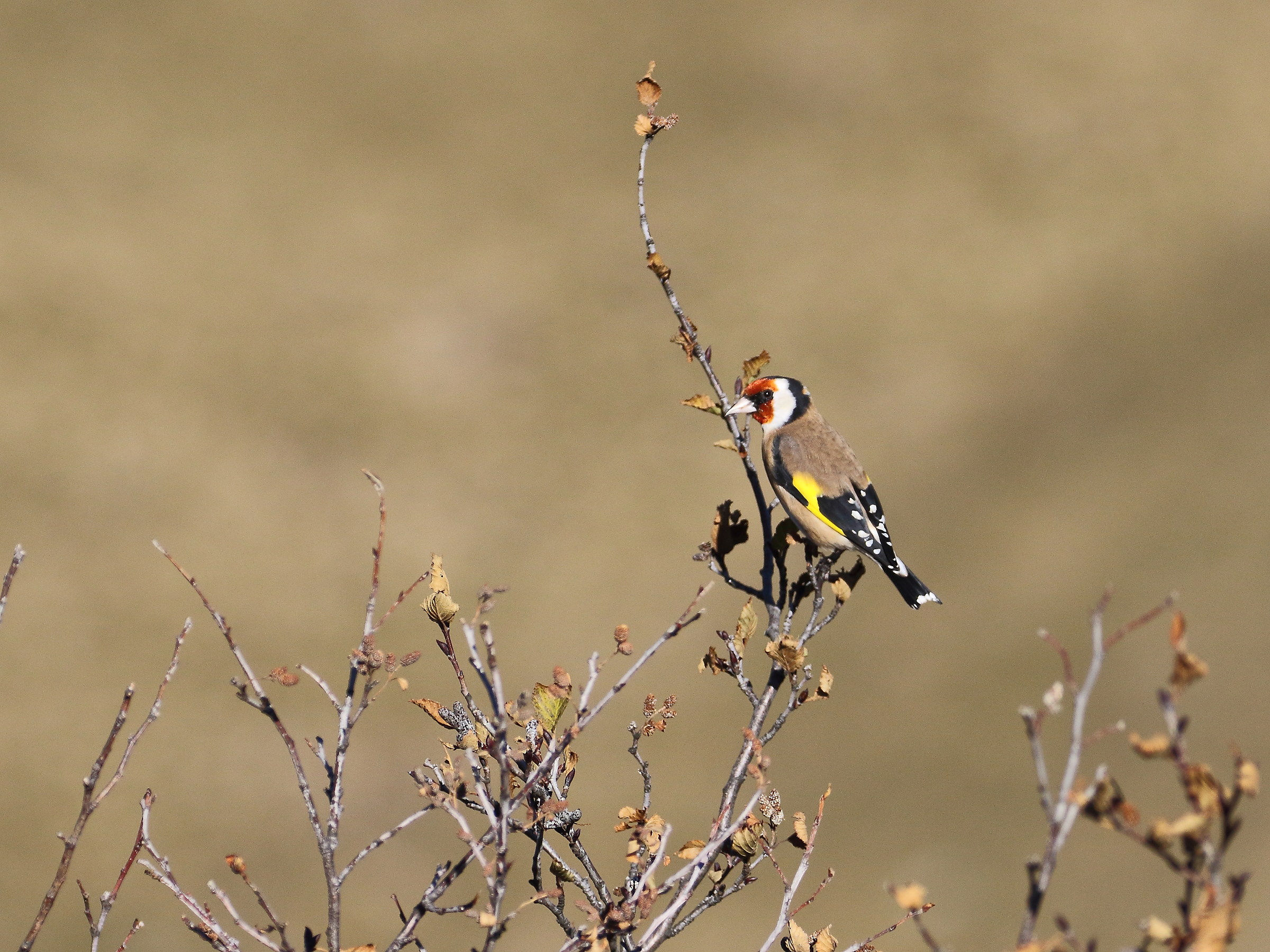 goldfinch