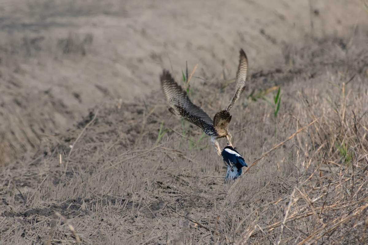 Fuga con preda.(Falco Lanario).