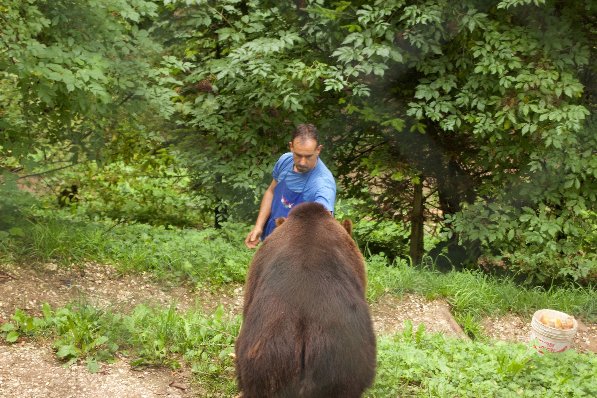 orso che non ti aspetti