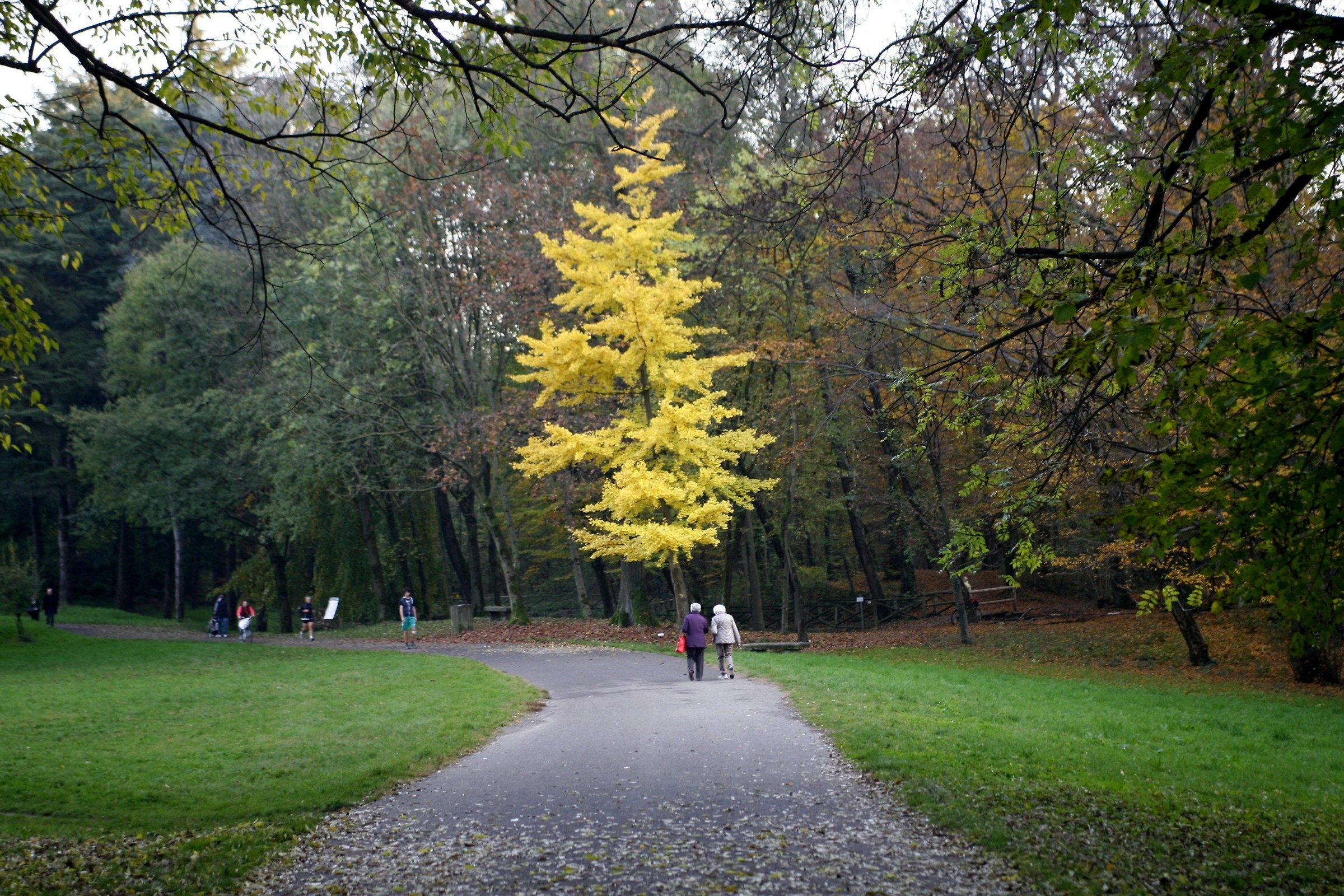 autunno nel parco di Monza