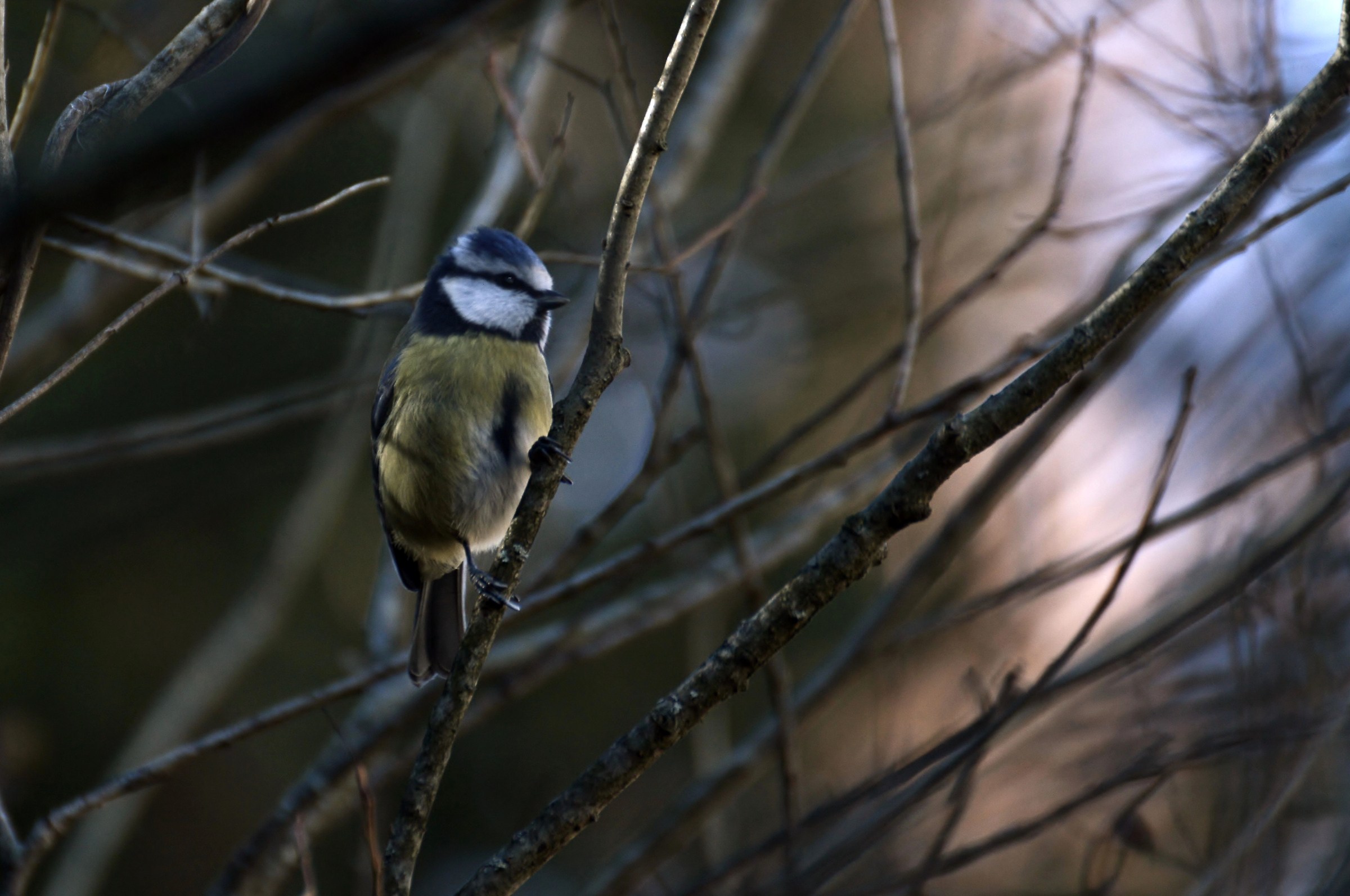 cinciarella 11 novembre 2015